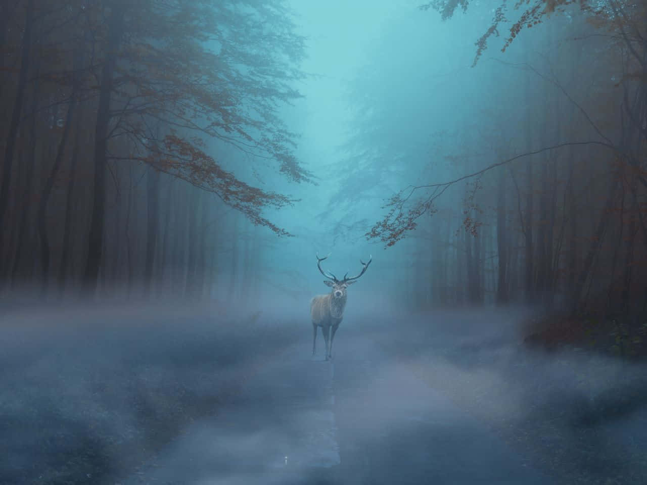1280x960, majestic stag, misty forest path, HD Desktop Wallpaper