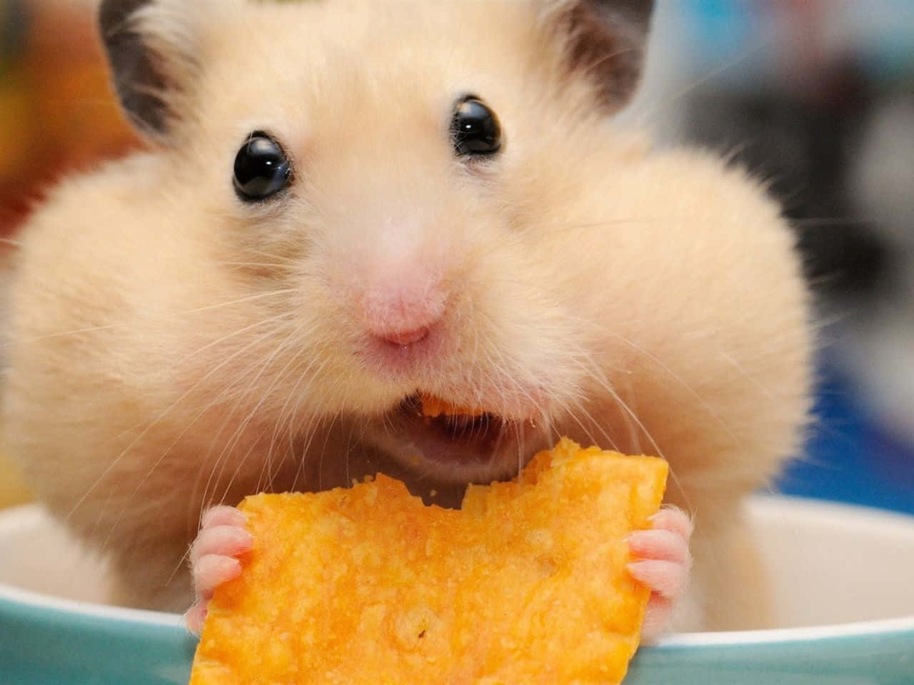 1280x960, fluffy cream hamster, dark eyes, HD Desktop Wallpaper