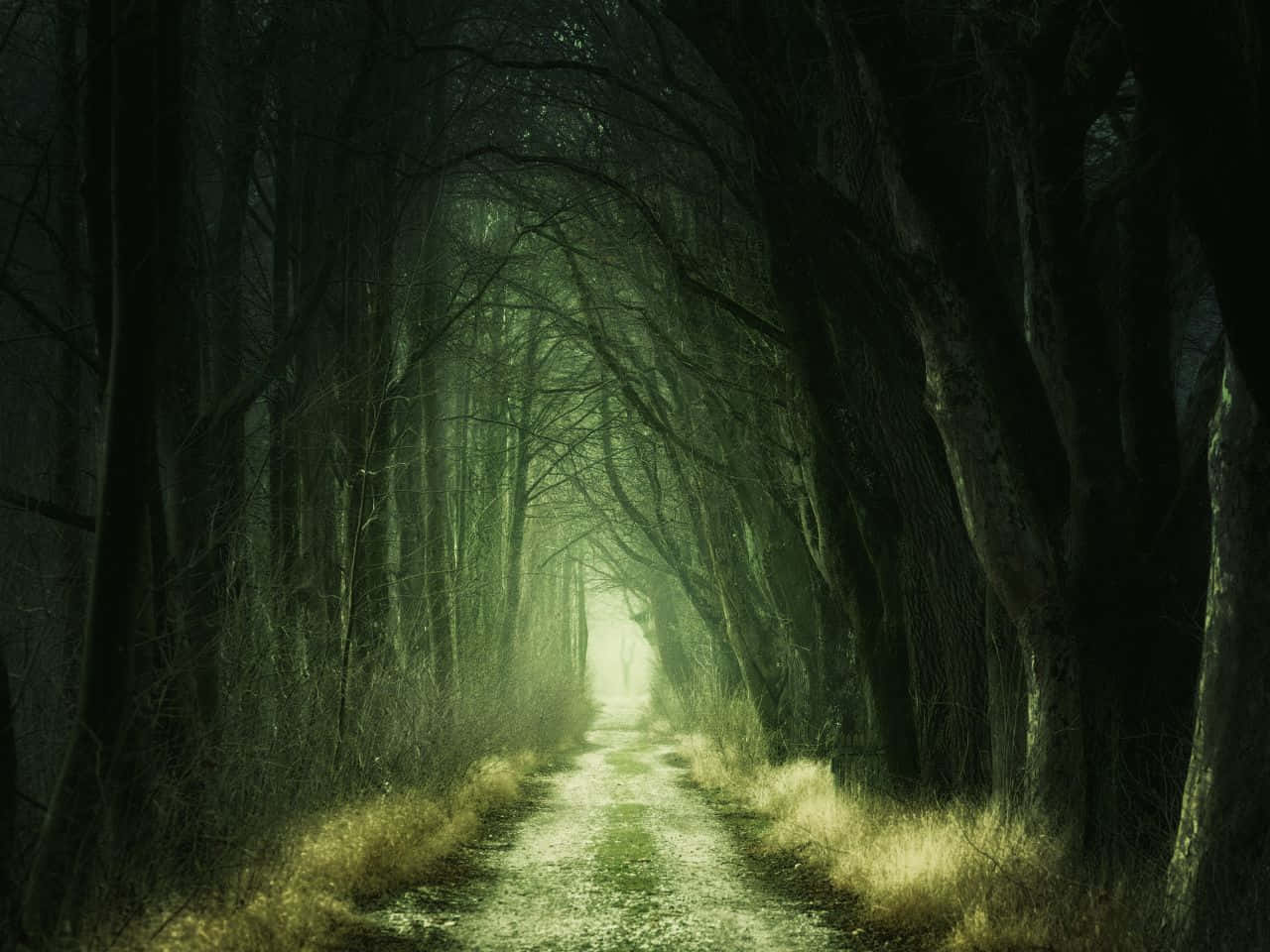 1280x960, summer time forest, narrow path, HD Desktop Wallpaper