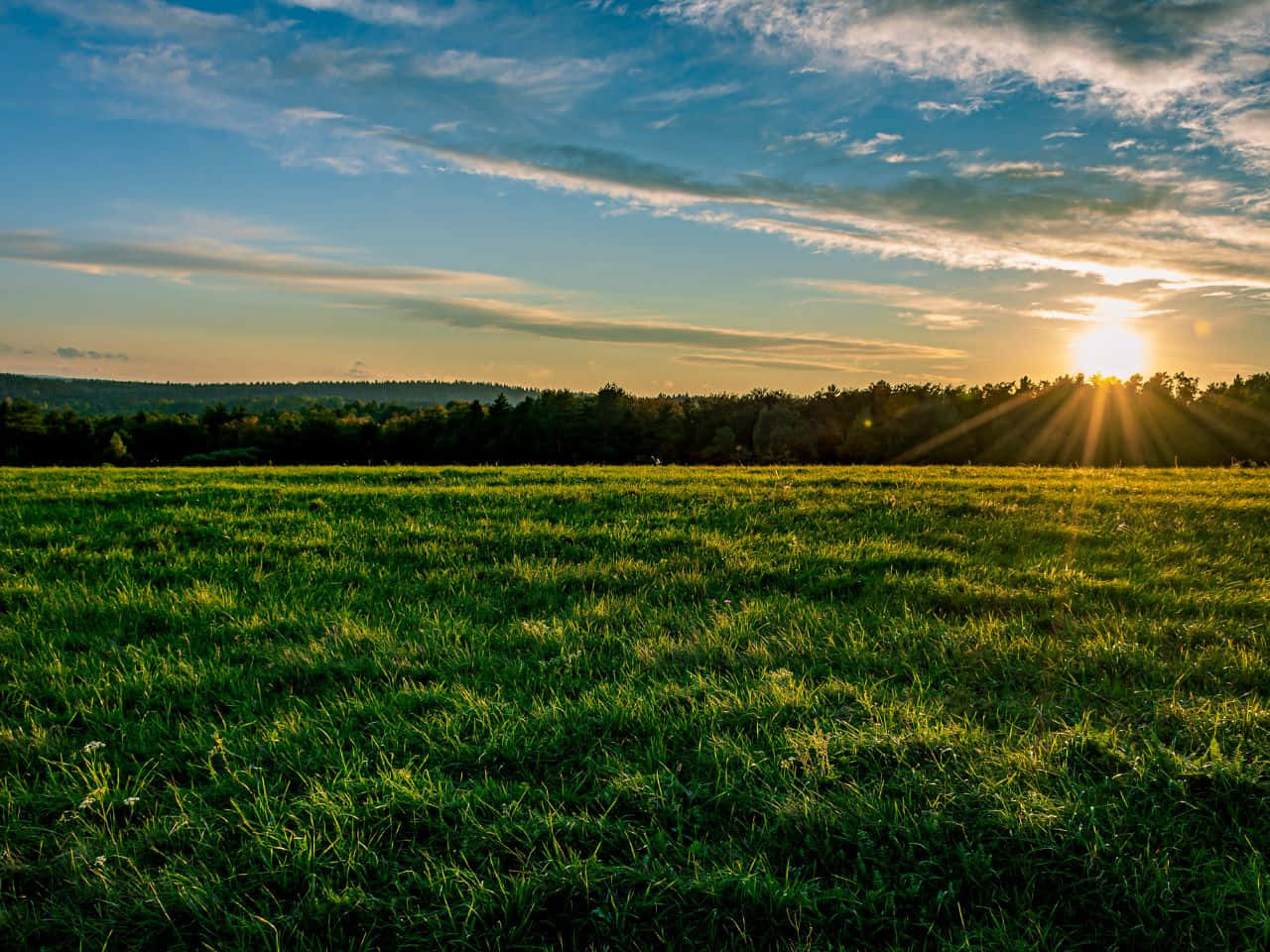 Sunset, green field, distant trees, HD Desktop Wallpaper