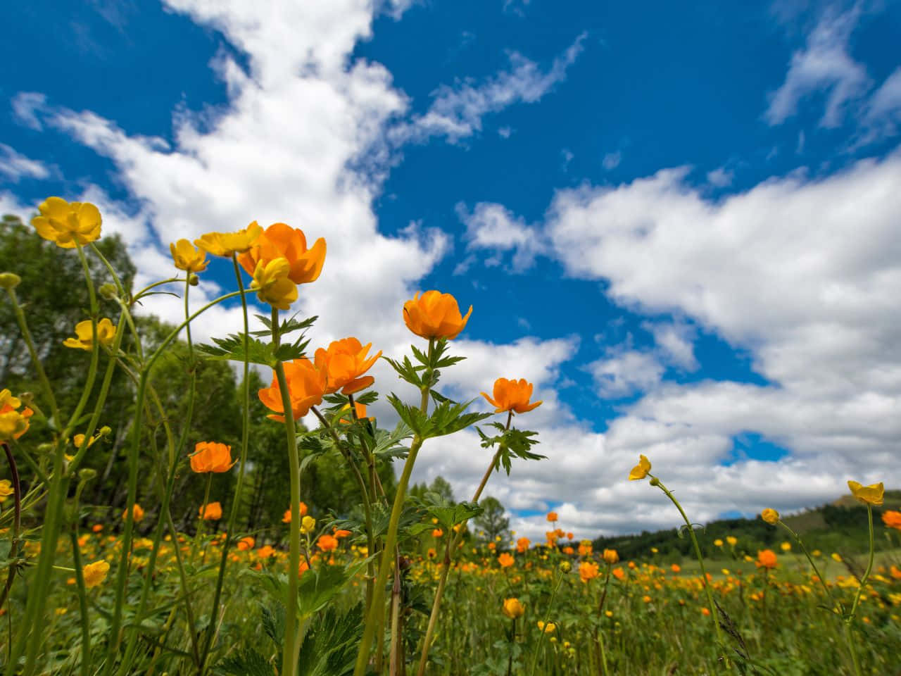 1280x960, orange flowers, sunlit meadow, HD Desktop Wallpaper