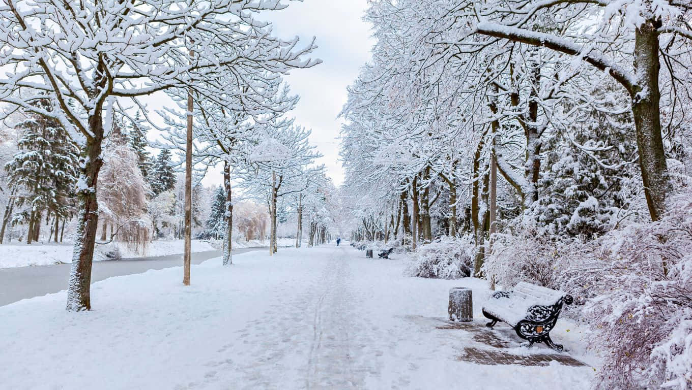 1360x768, snow-covered park pathway, frosted trees, HD Desktop Wallpaper