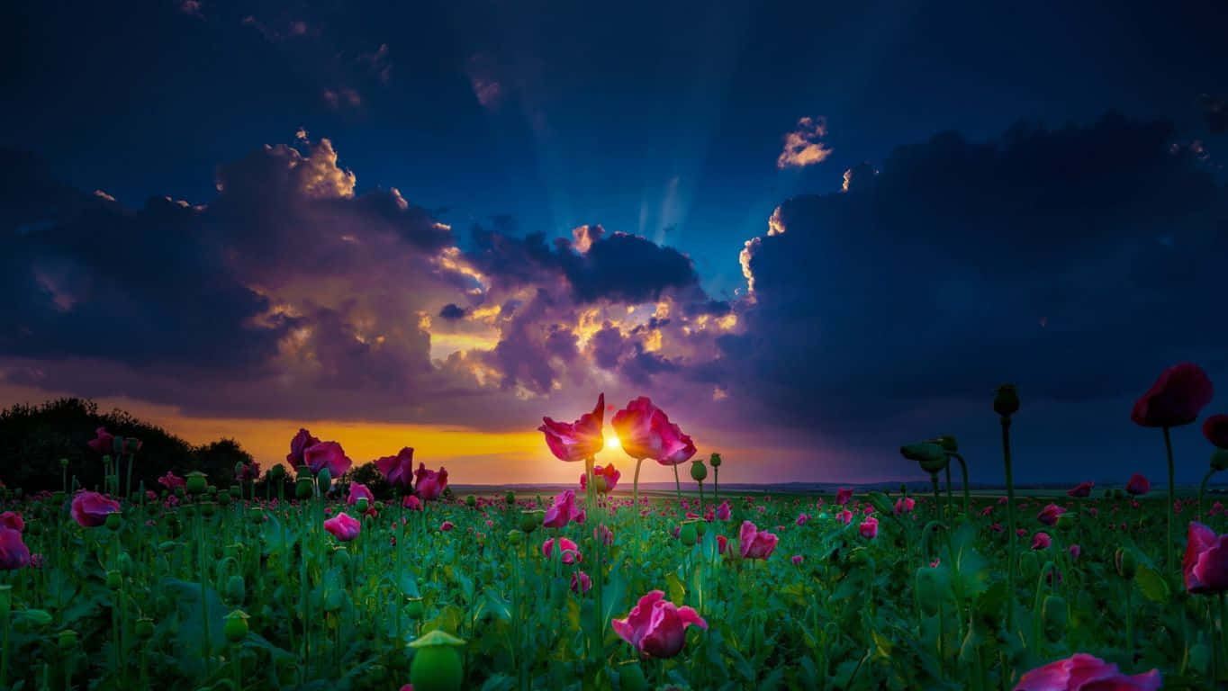 mountain green meadow, sunset rays, dramatic clouds, HD Desktop Wallpaper