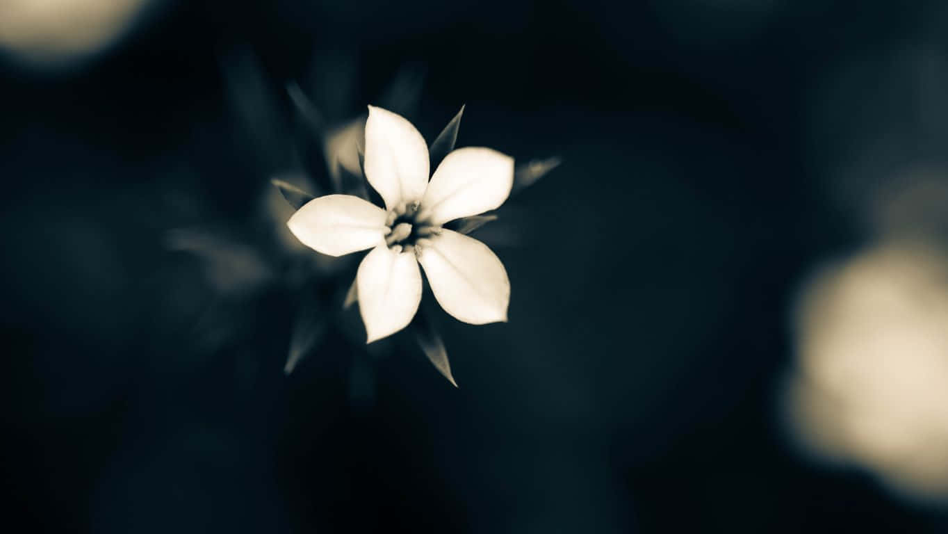 1364x768, white flower, five petals, HD Desktop Wallpaper