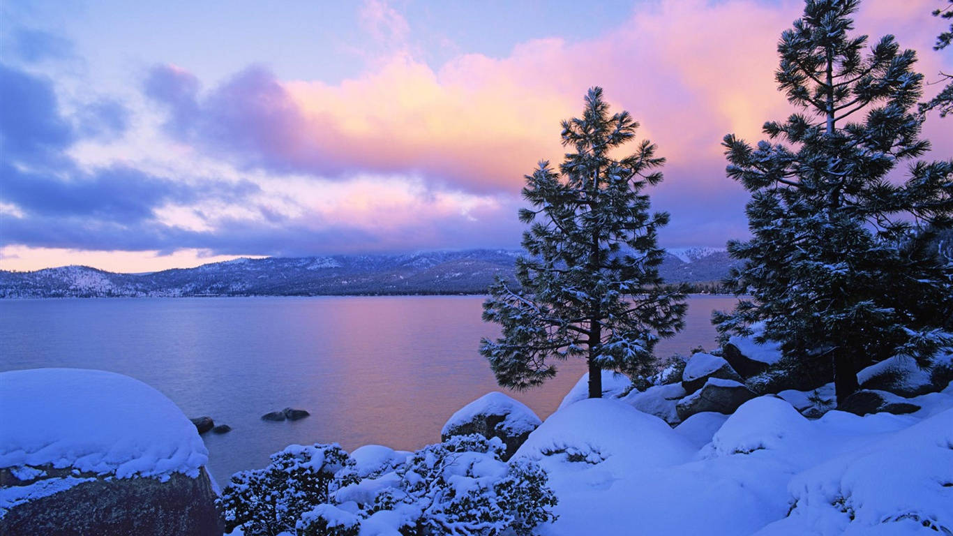 1366 x 768 winter, snow, pine trees, HD Desktop Wallpaper