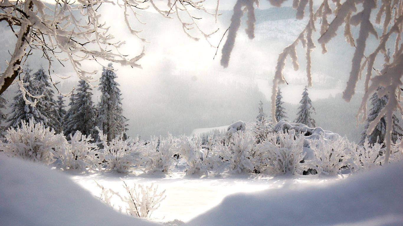 snow covered trees, calm lake, sunlight filters through frost-covered branches, HD Desktop Wallpaper