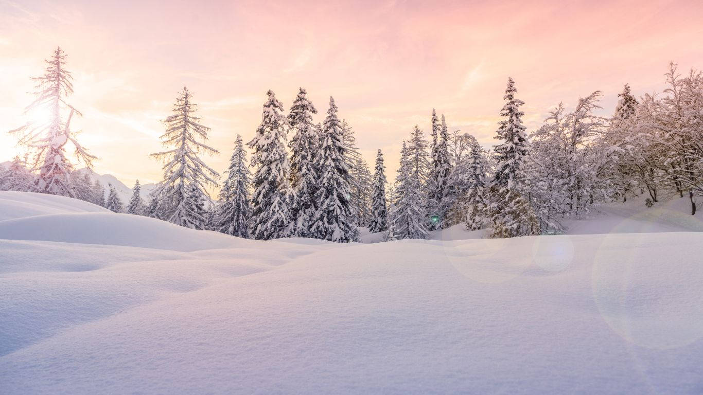 1366 x 768 winter, snow-covered trees, forest of evergreens, HD Desktop Wallpaper