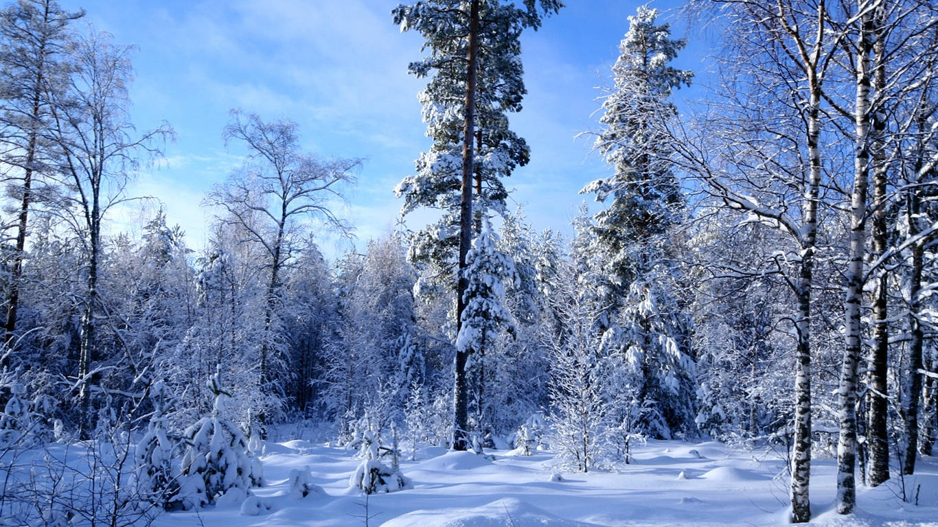 1366 x 768 winter, winter forest, snow-laden evergreens, HD Desktop Wallpaper