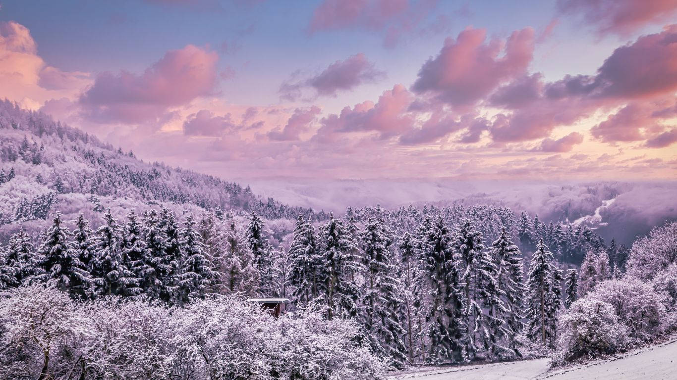 1366 x 768 winter, pastel pink and purple twilight sky, snow blankets evergreen trees, HD Desktop Wallpaper