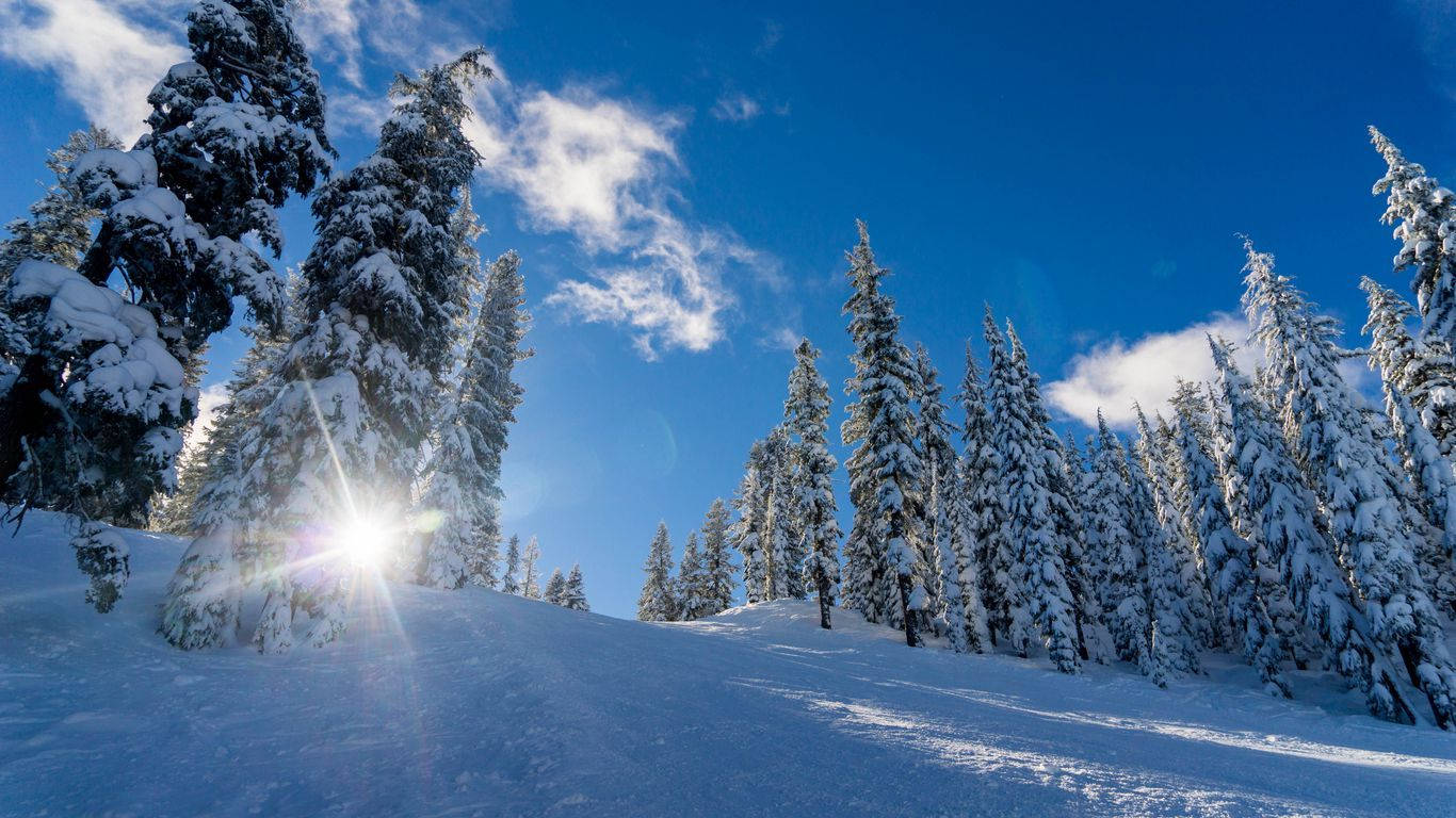 1366 x 768 winter, snow-laden evergreens, vibrant blue sky, HD Desktop Wallpaper