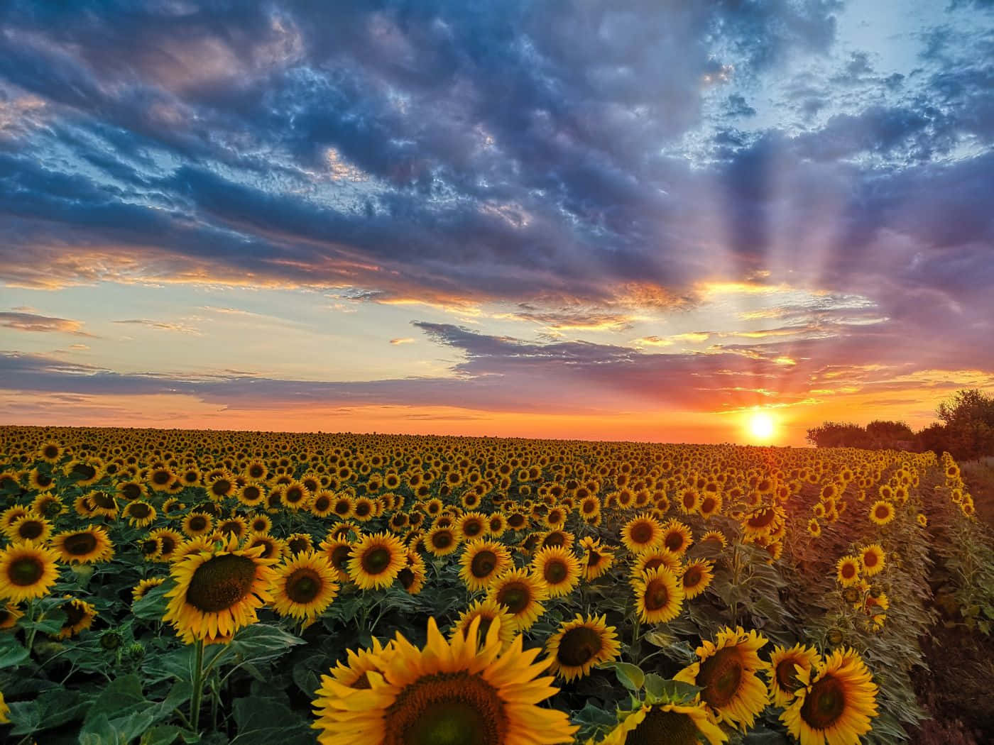 sunflowers, sunset, sunbeams, HD Desktop Wallpaper