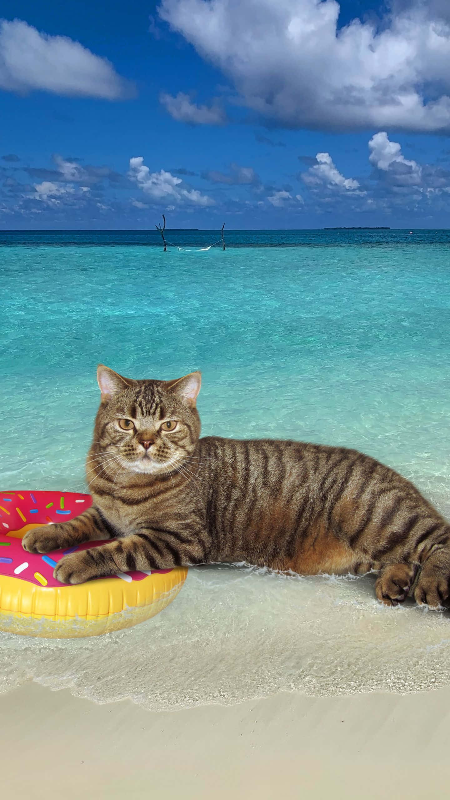 1440x1080, tabby cat, donut-shaped float, 2K Phone Wallpaper