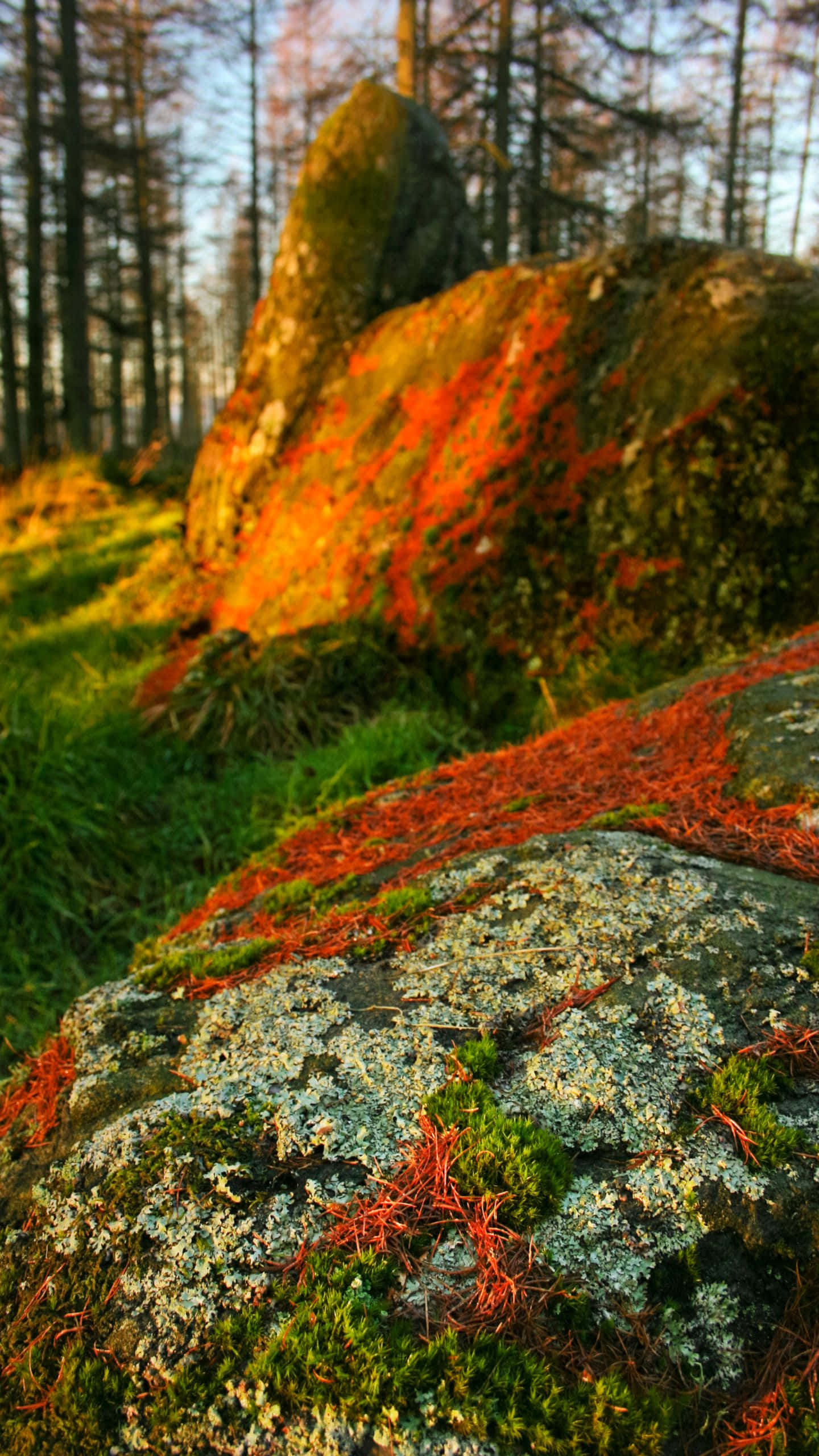 1440x1080, sunlight, mossy rocks, 2K Phone Wallpaper