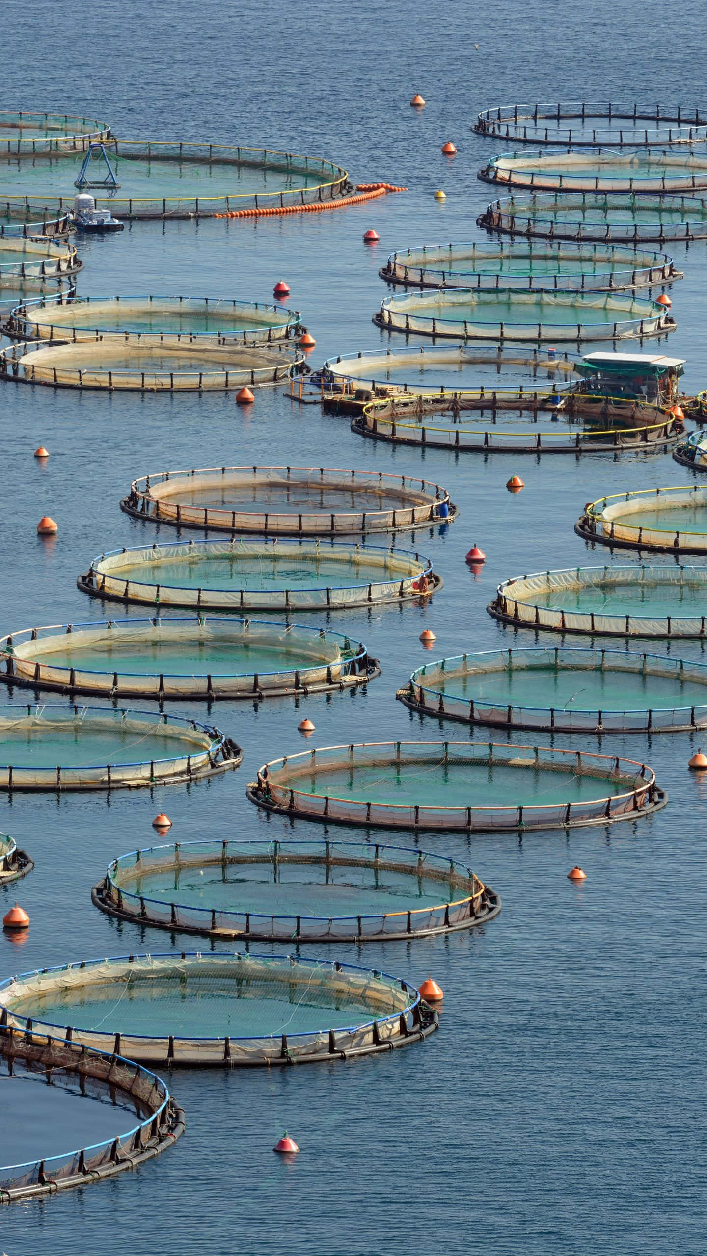 1440x1080, circular fish farming cages, calm blue water, 2K Phone Wallpaper