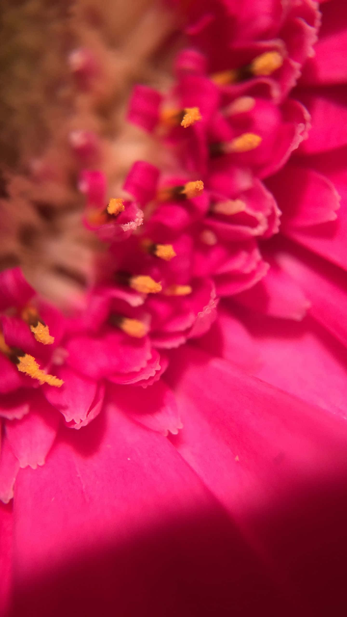 1440x1080, pink zinnia flower, yellow stamens, 2K Phone Wallpaper