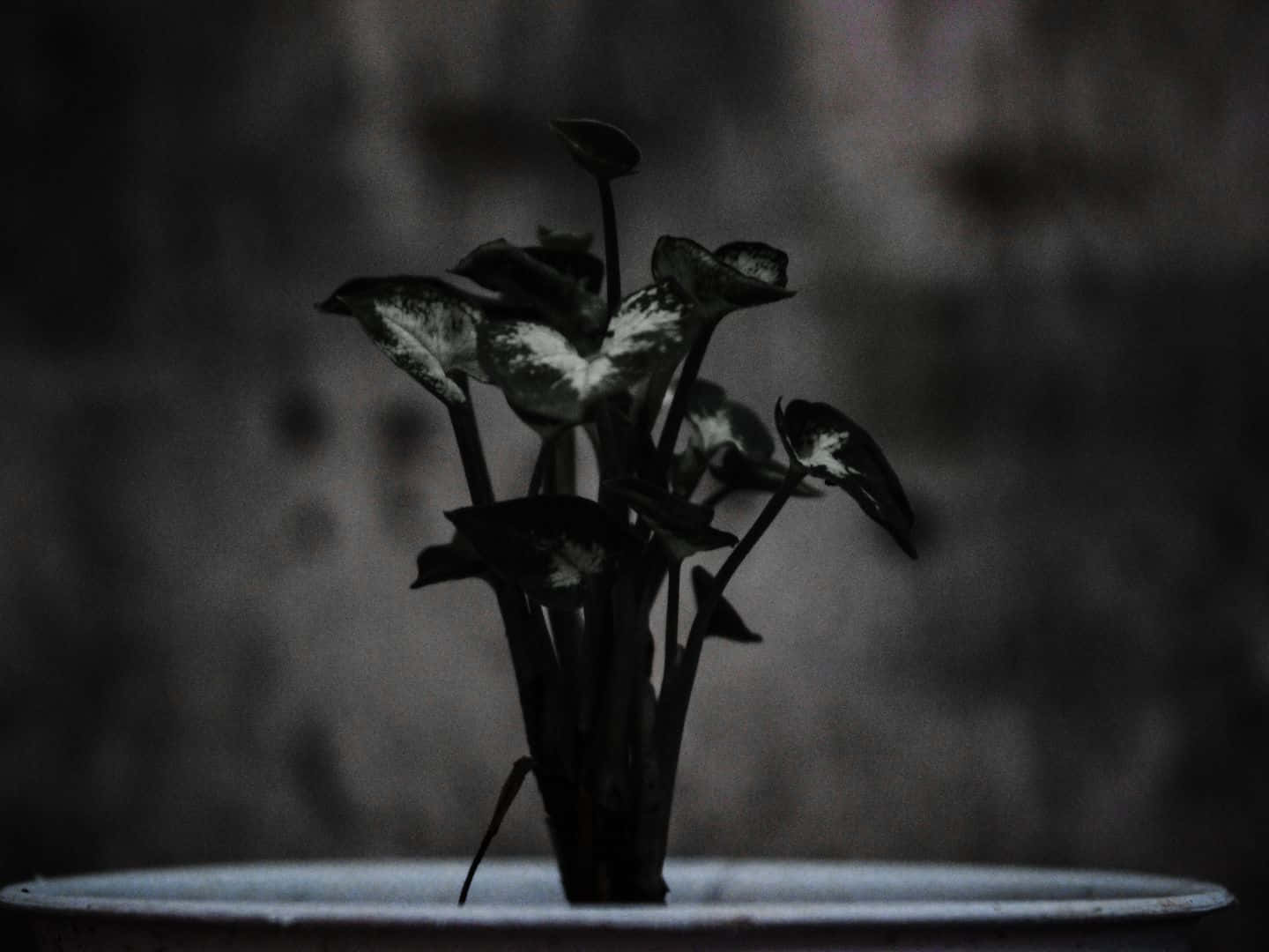 1440x1080, blue abstract background, potted plant, HD Desktop Wallpaper