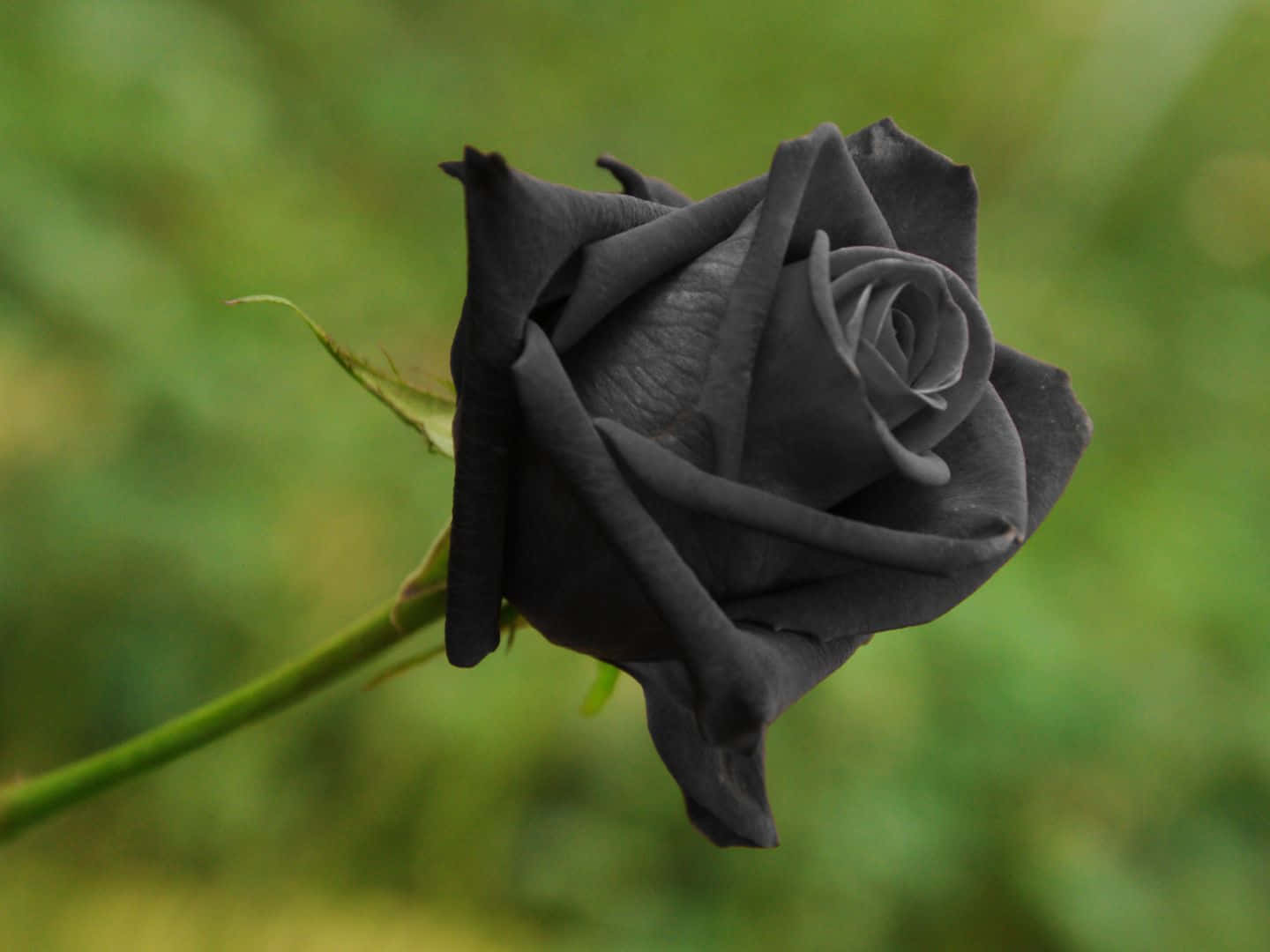 1440x1080, black rose, intricate petals, HD Desktop Wallpaper