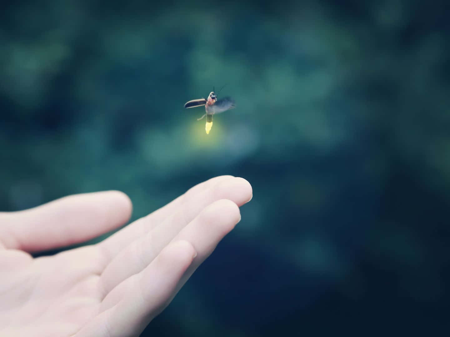 firefly, outstretched hand, soft blurred green background, HD Desktop Wallpaper