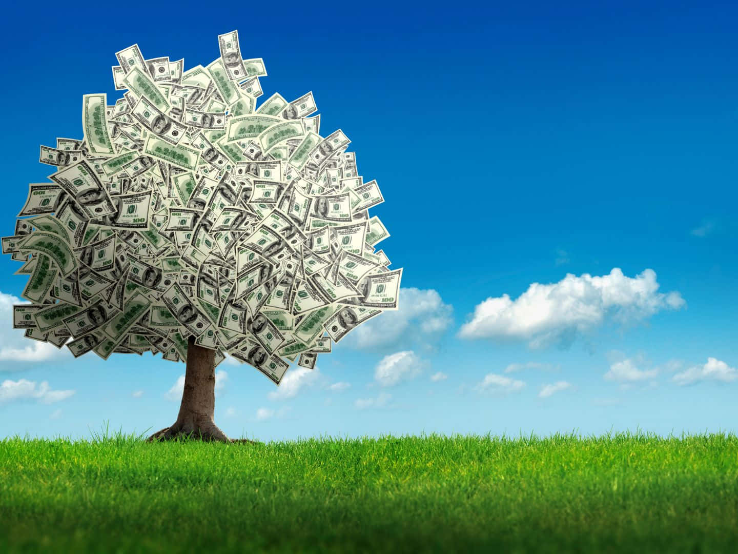 1440x1080, tree, dollar bills, HD Desktop Wallpaper