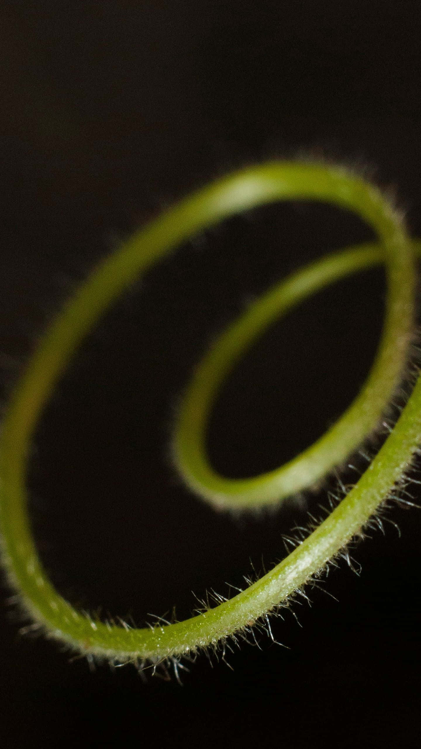 1440x2560, fuzzy green plant stem, soft spiral, 2K Phone Wallpaper