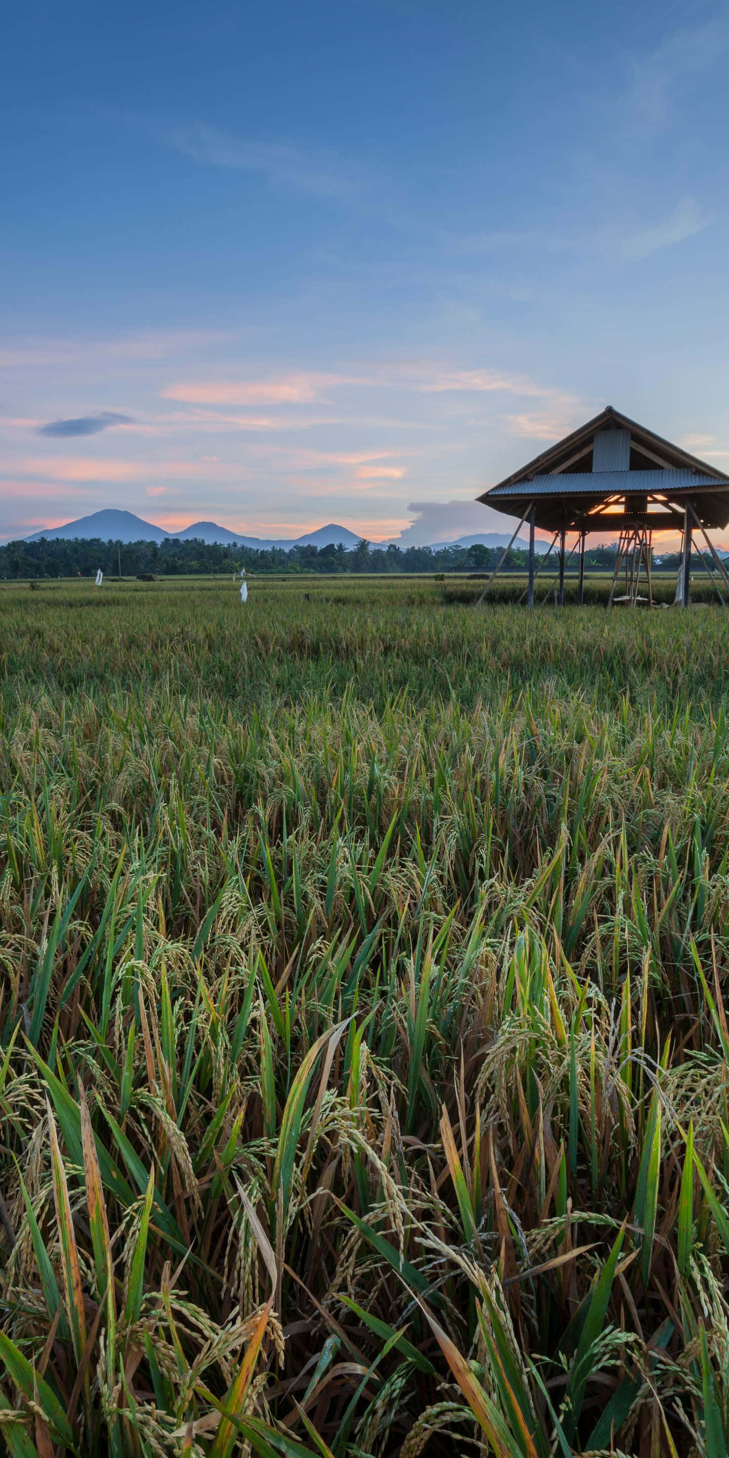 wooden pavilion, rice paddy, sunset, 2K Phone Wallpaper