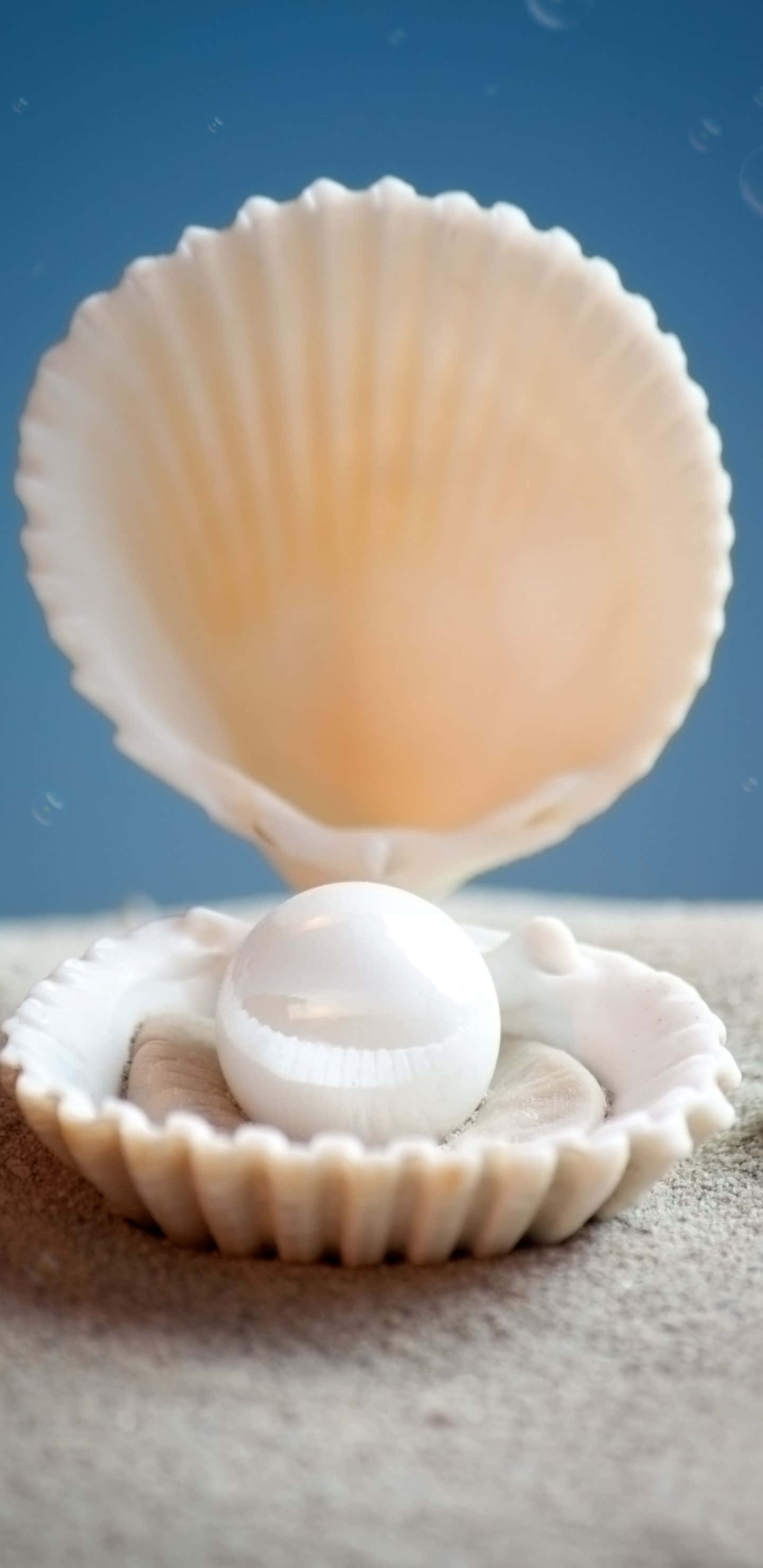 1440x2960, white pearl, scallop shell, 2K Phone Wallpaper