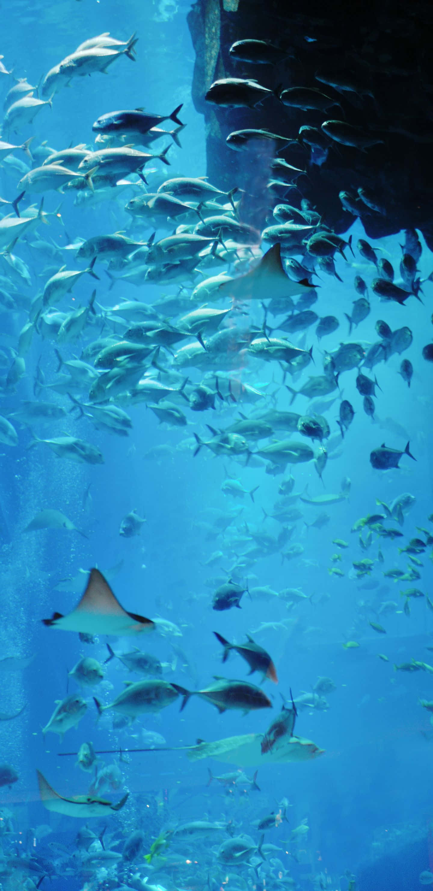 1440x2960, underwater scene, silver fish, 2K Phone Wallpaper