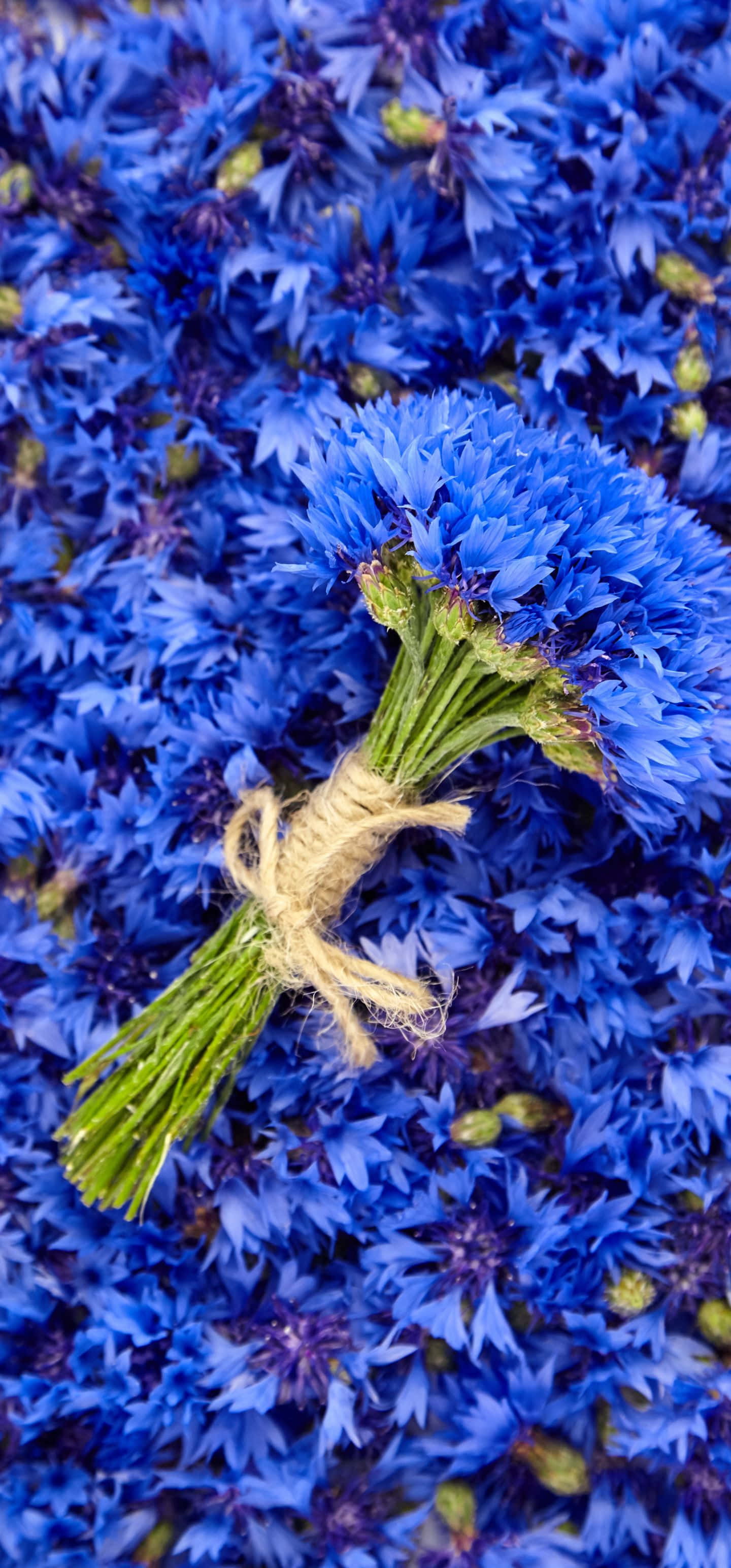 1440x3088, blue cornflowers, twine, 2K Phone Wallpaper