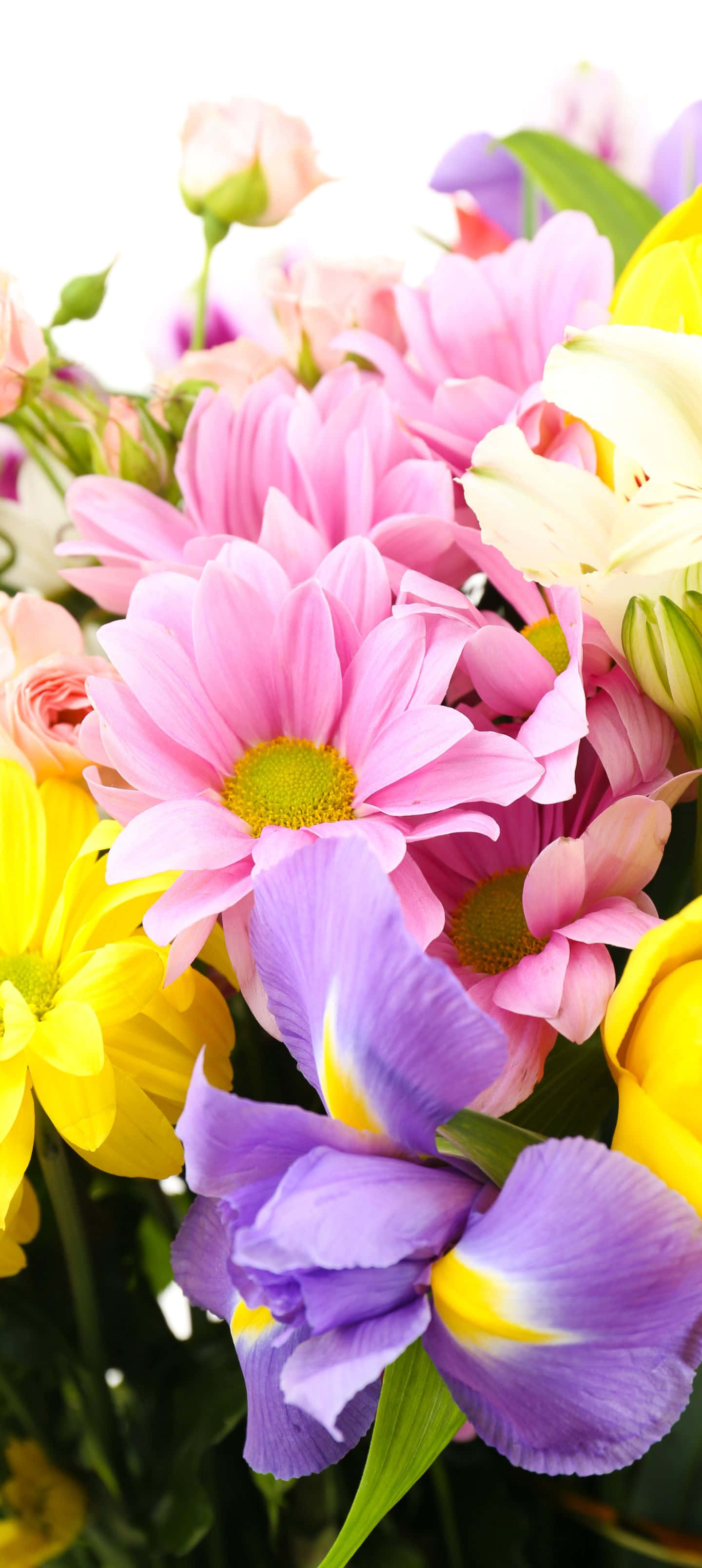 1440x3216, pink daisies, purple irises, 2K Phone Wallpaper