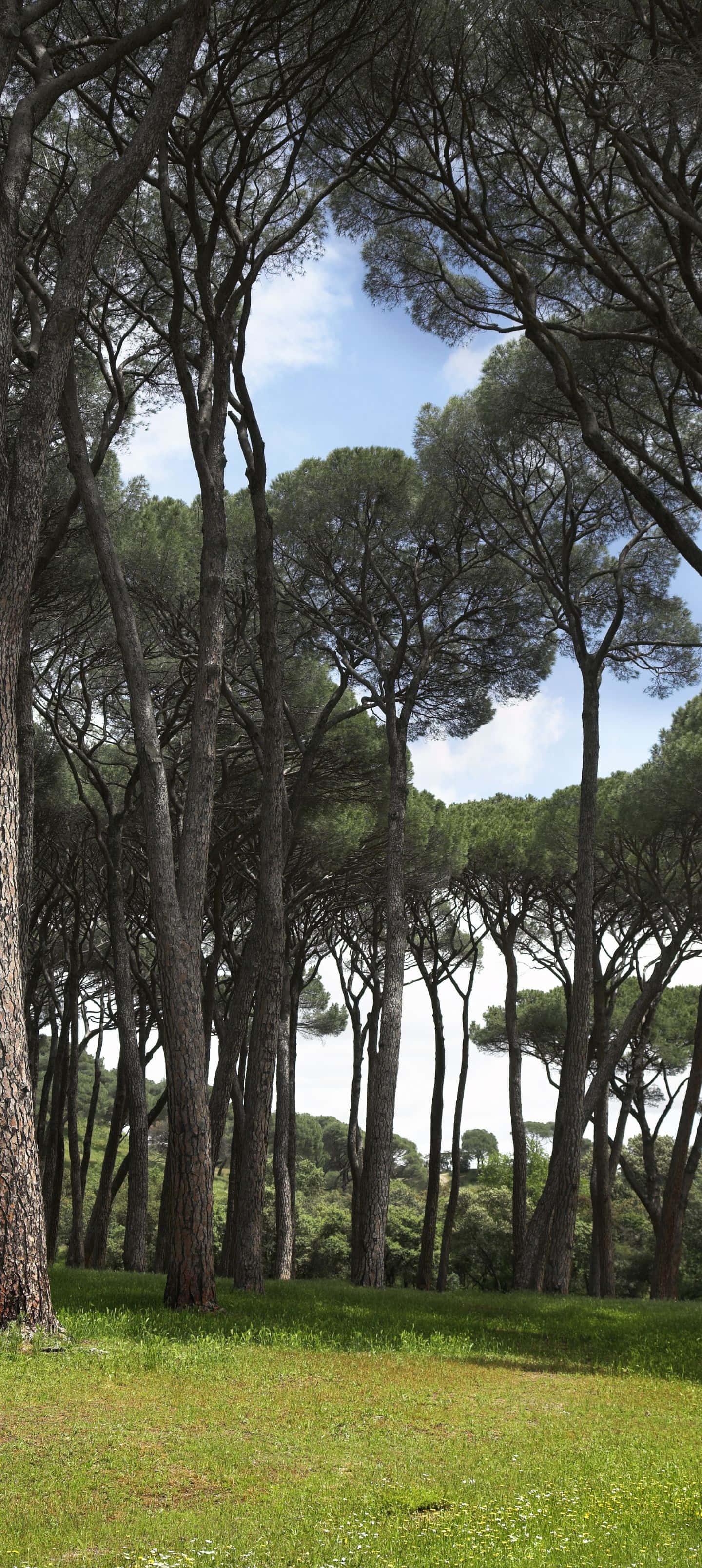 1440x3216, pine trees, textured bark, 2K Phone Wallpaper