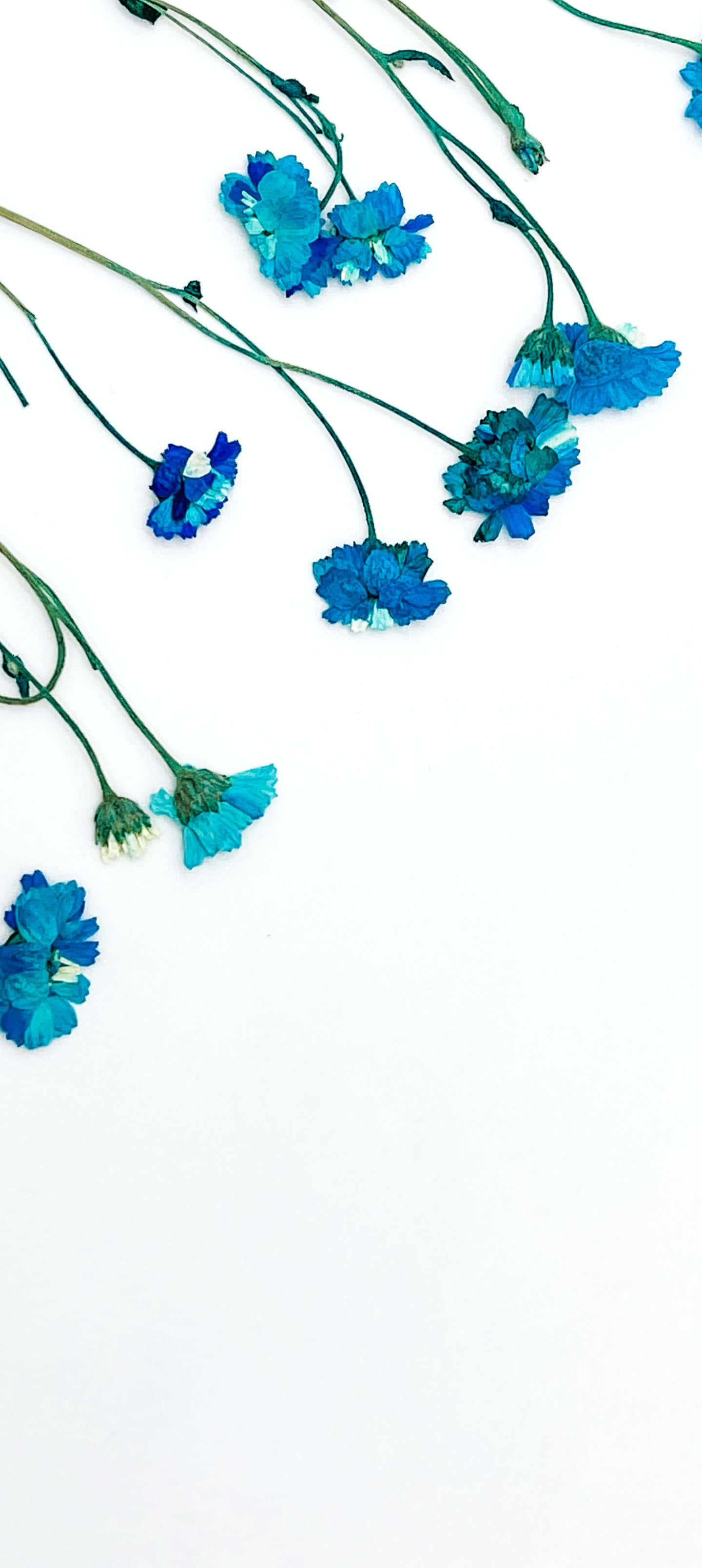 1440x3216, vibrant blue cornflowers, green stems, 2K Phone Wallpaper