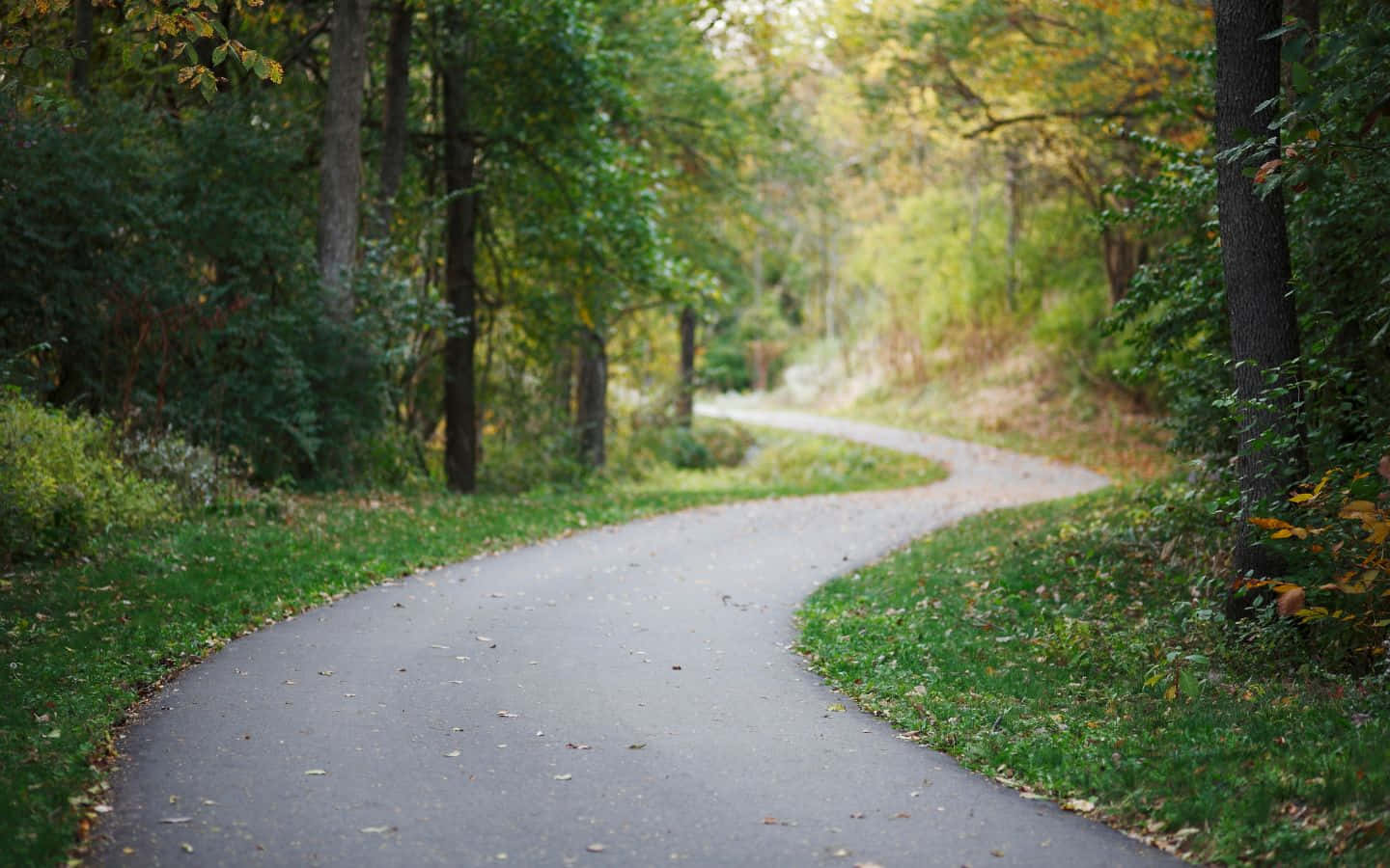 1440x900, paved path, lush forest, HD Desktop Wallpaper