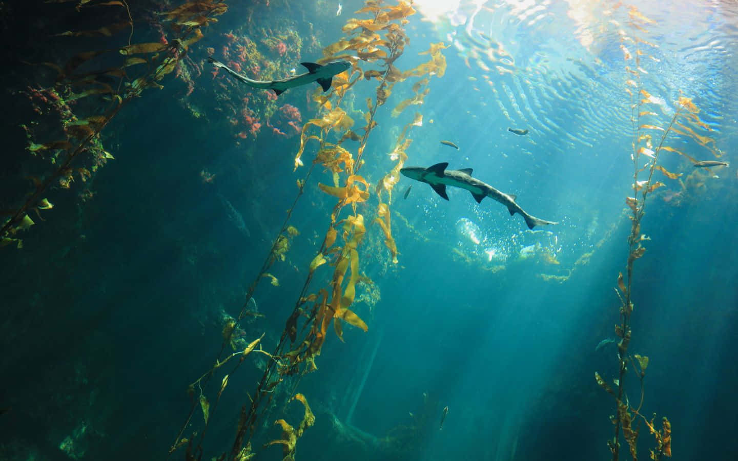 sunset, beach, kelp forests, HD Desktop Wallpaper