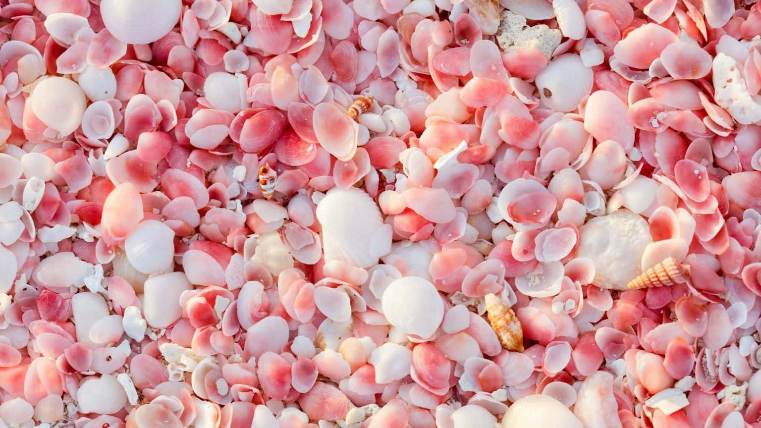 1536x864, pink seashells, white seashells, HD Desktop Wallpaper