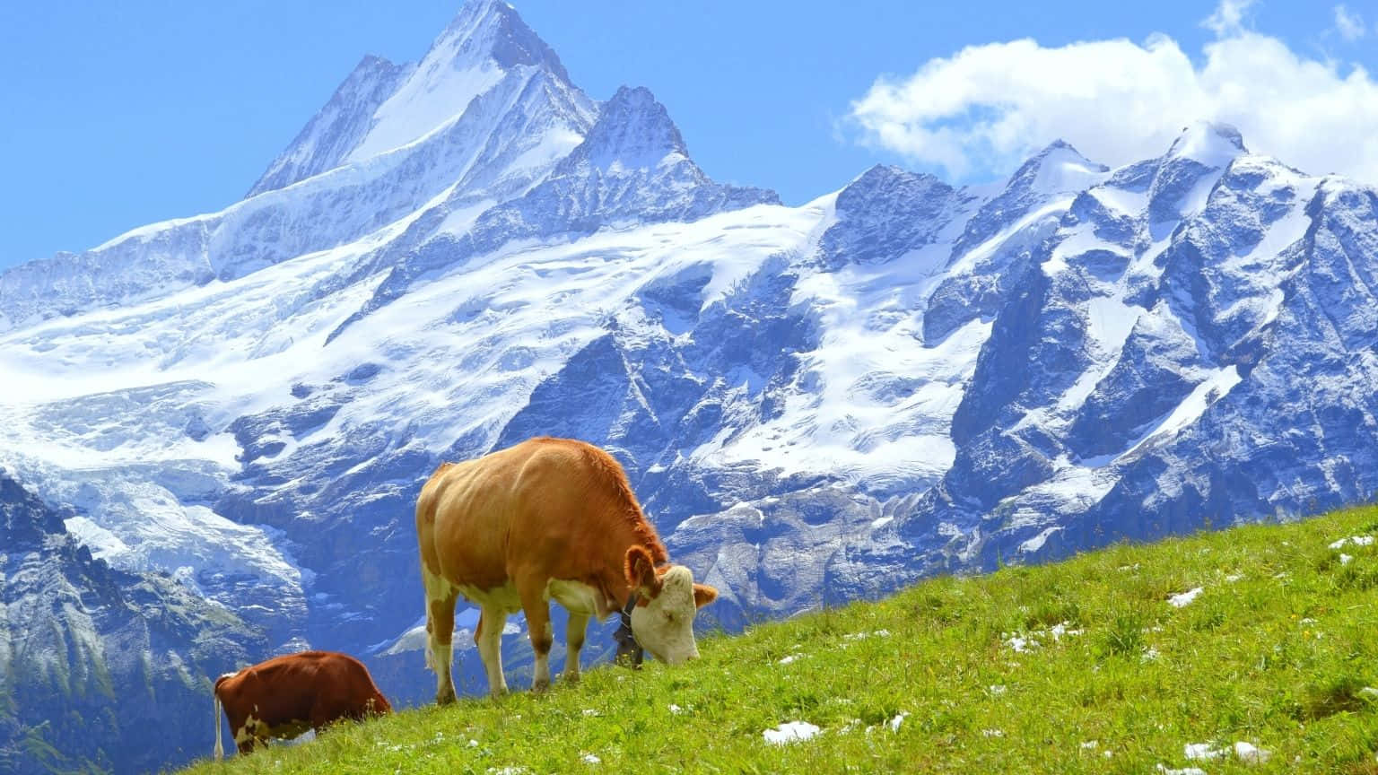 1536x864, cows, green meadow, HD Desktop Wallpaper