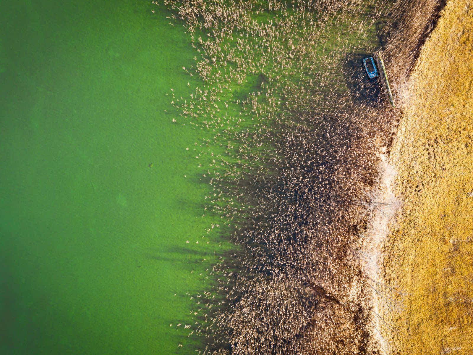 1600x1200, vibrant green lake, golden reeds, HD Desktop Wallpaper