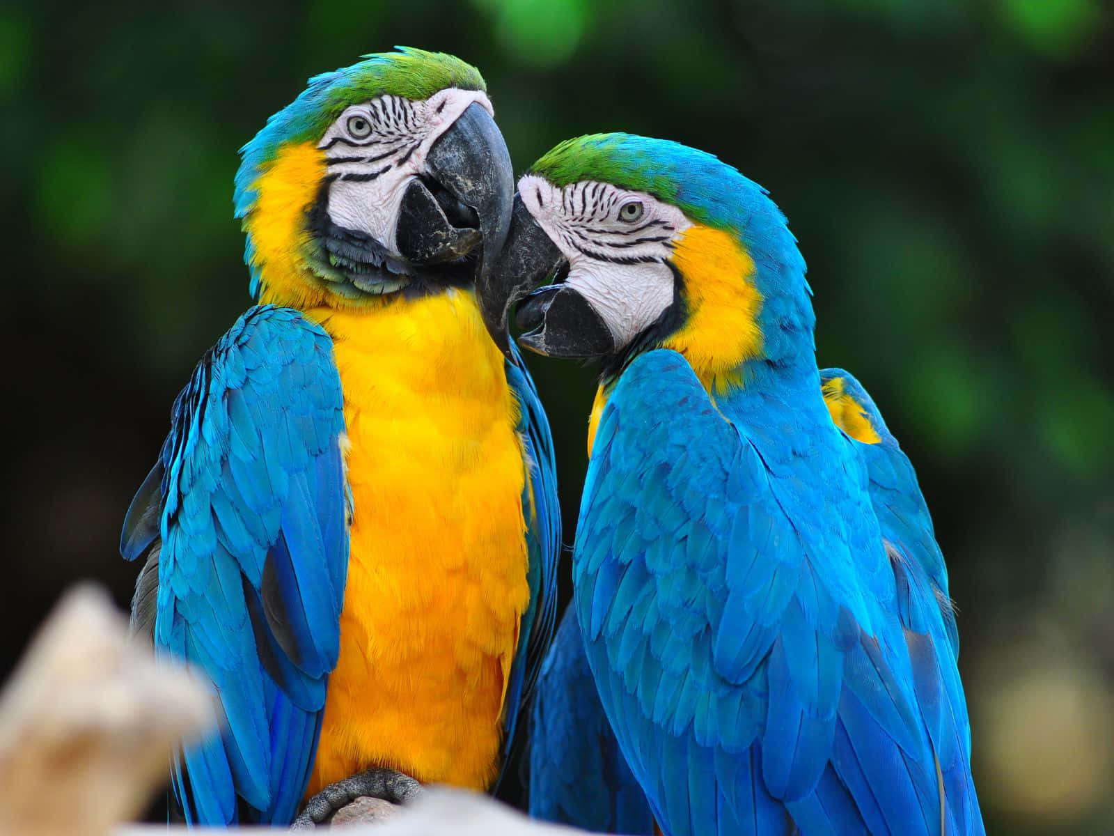 1600x1200, vibrant blue-and-yellow macaws, lush green forest, HD Desktop Wallpaper