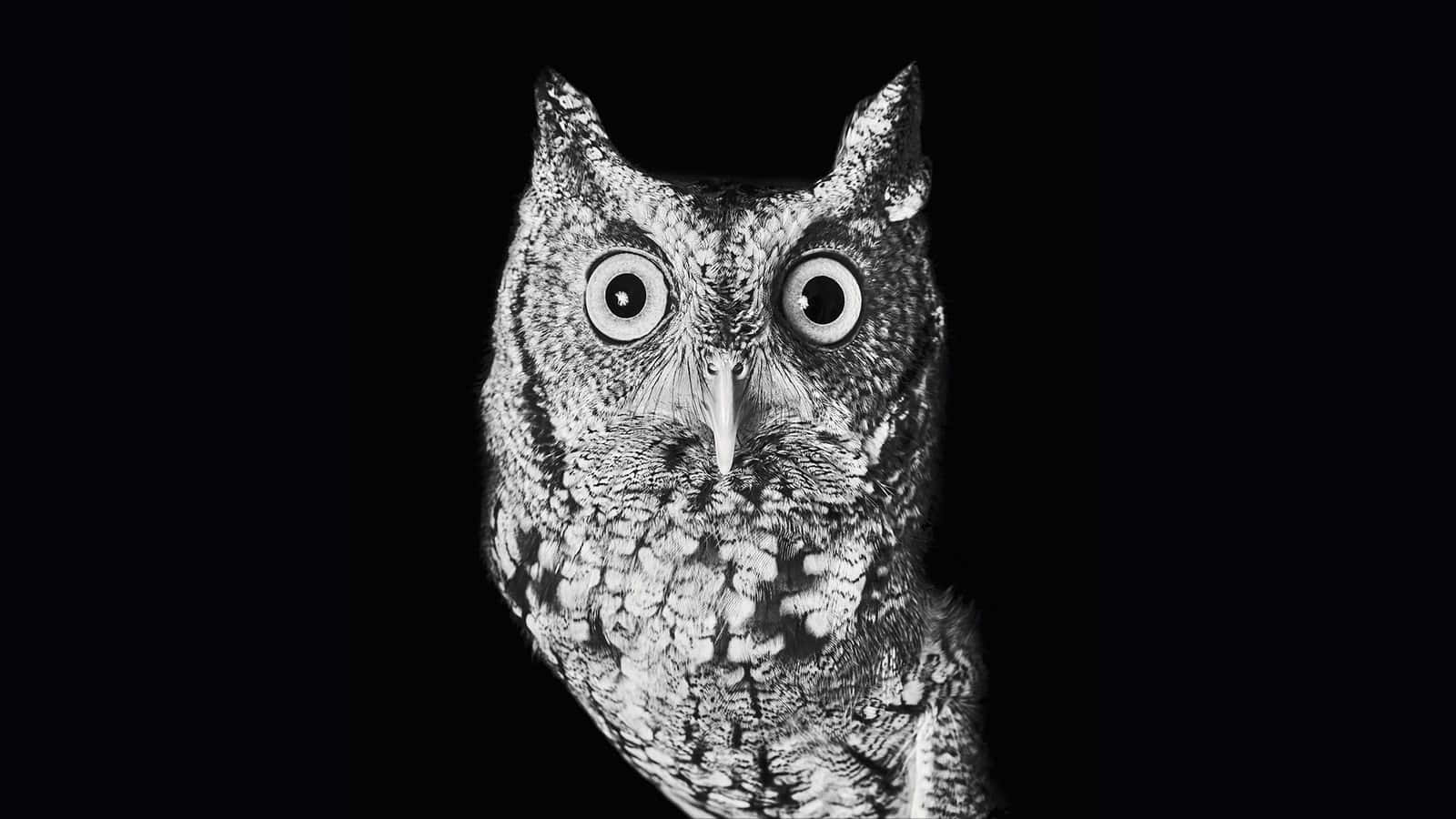 1600 x 900, black, owl, HD Desktop Wallpaper