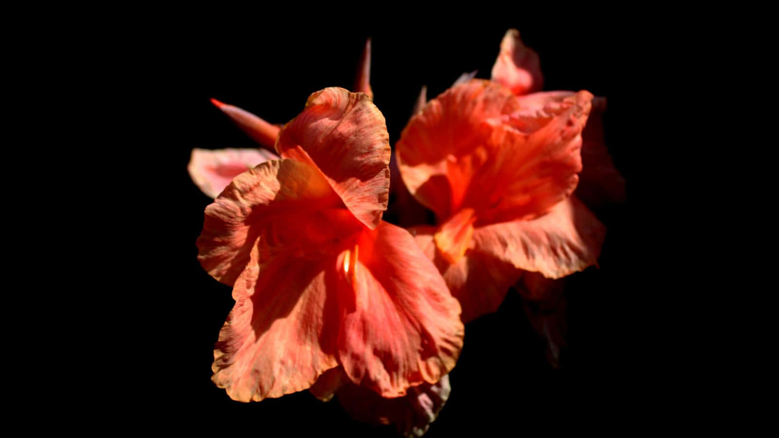 1600 x 900, black, hibiscus flower, HD Desktop Wallpaper