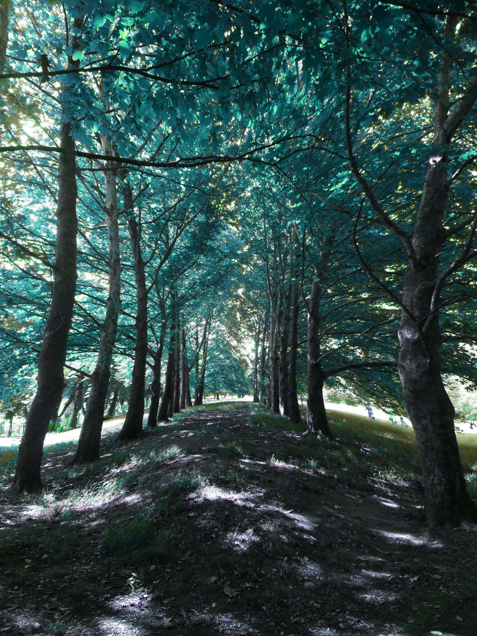 1620x2160, forest path, tall trees, Full HD Phone Wallpaper