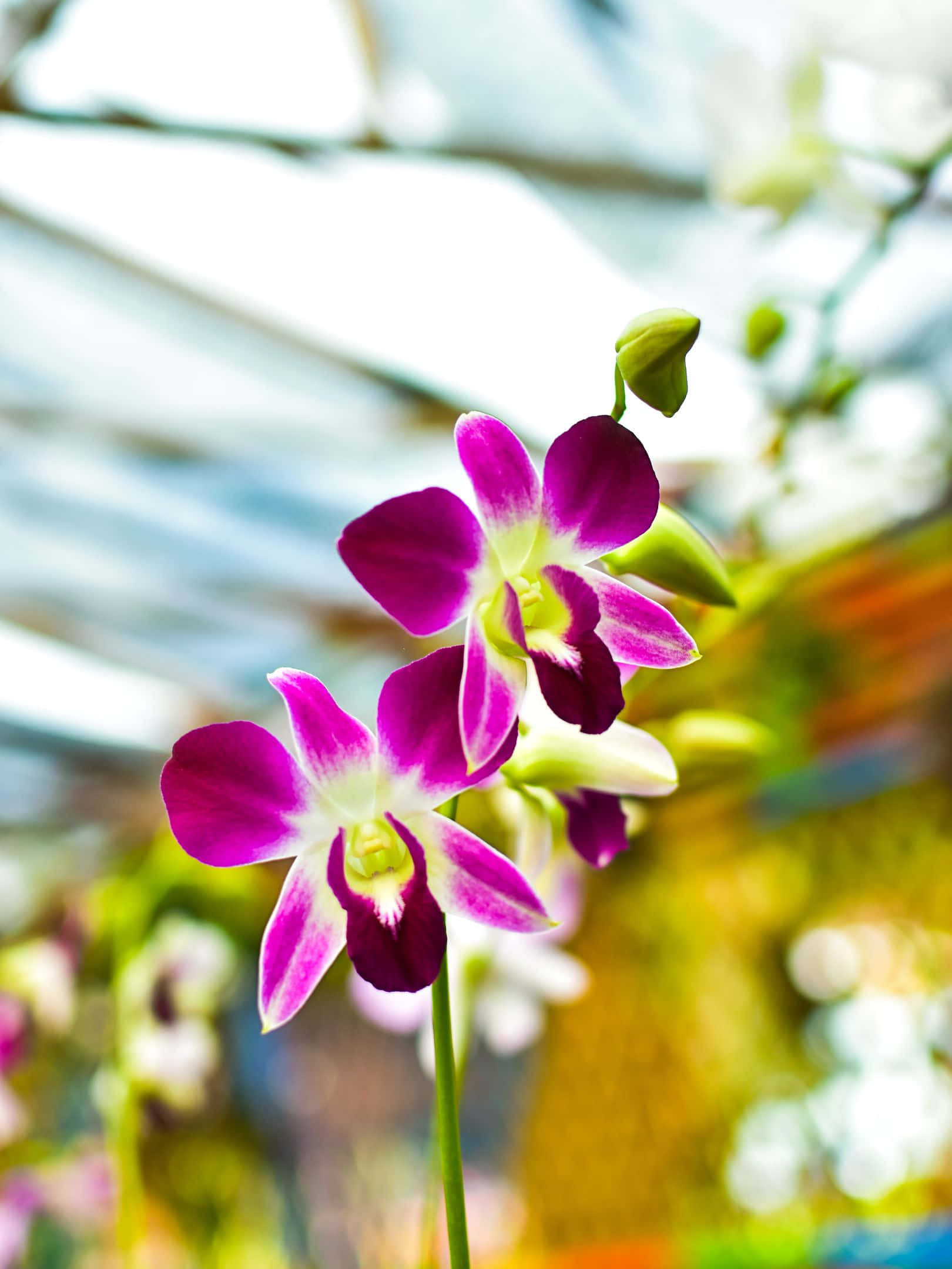 1620x2160, vibrant purple orchids, white centers, Full HD Phone Wallpaper