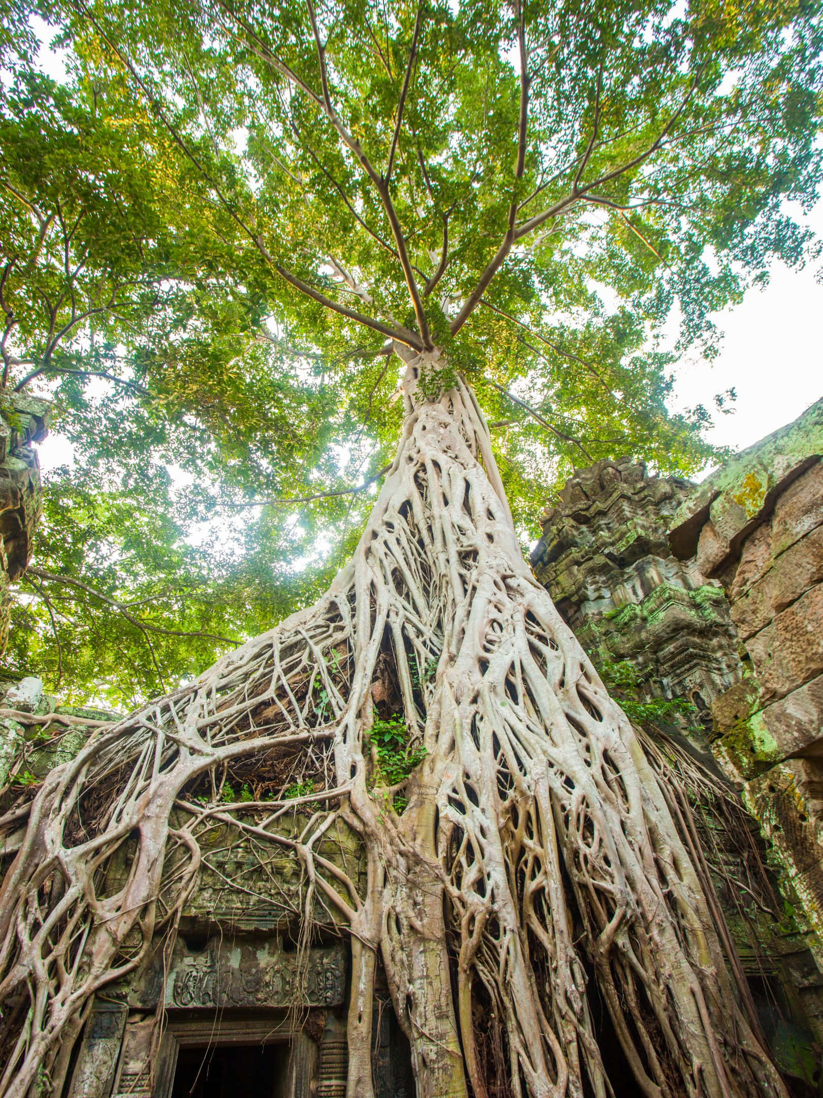 1620x2160, banyan tree, stone temple ruin, Full HD Phone Wallpaper