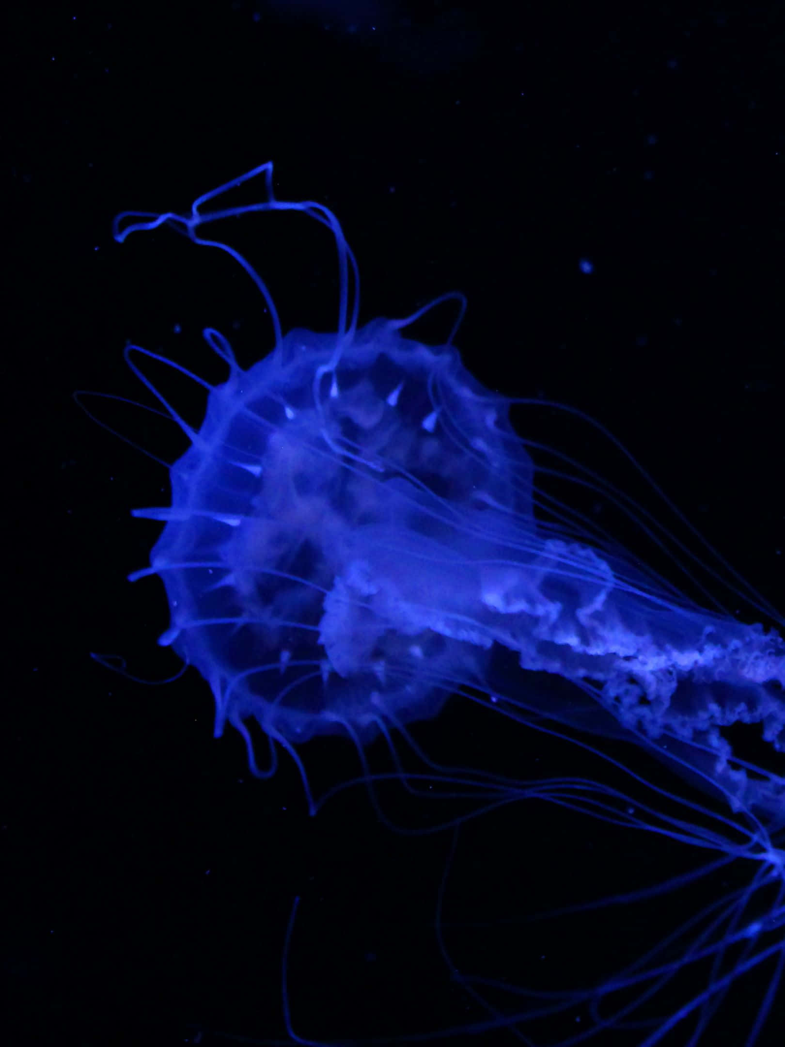 glowing blue jellyfish, dark water, translucent tentacles, Full HD Phone Wallpaper
