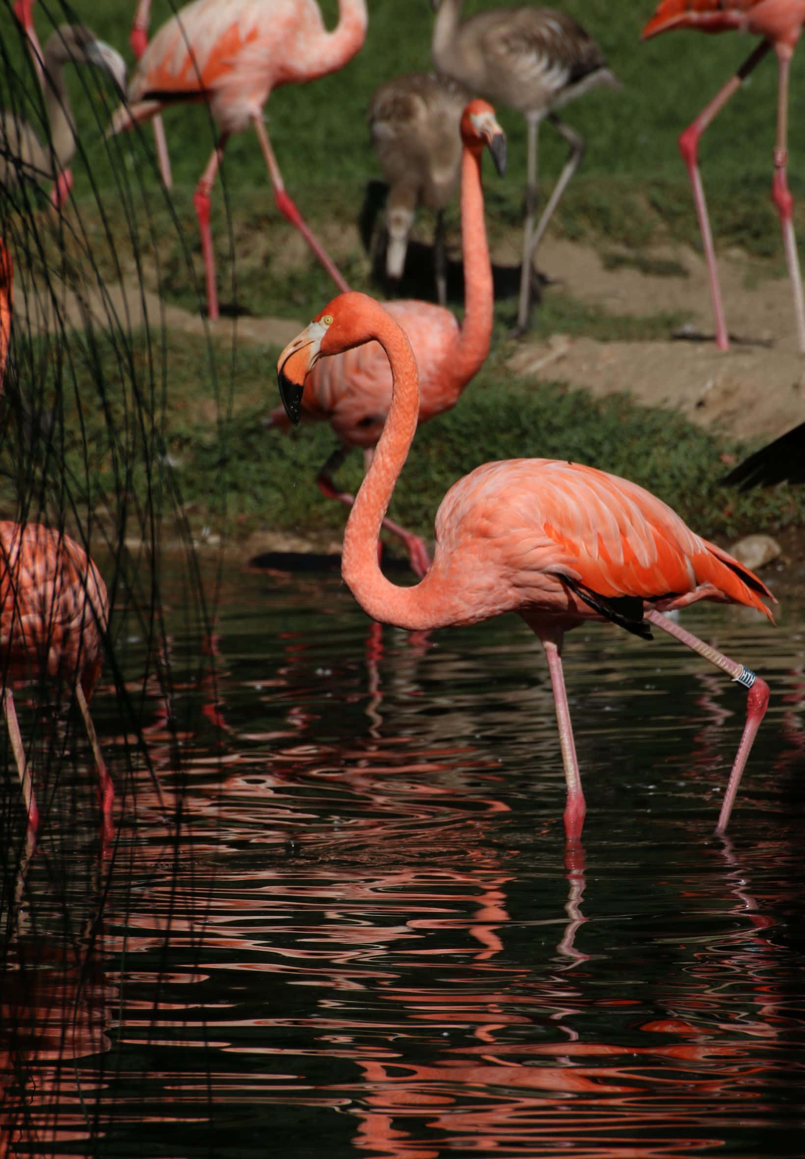 pink flamingo, shallow water, reflection rippling, Full HD Phone Wallpaper