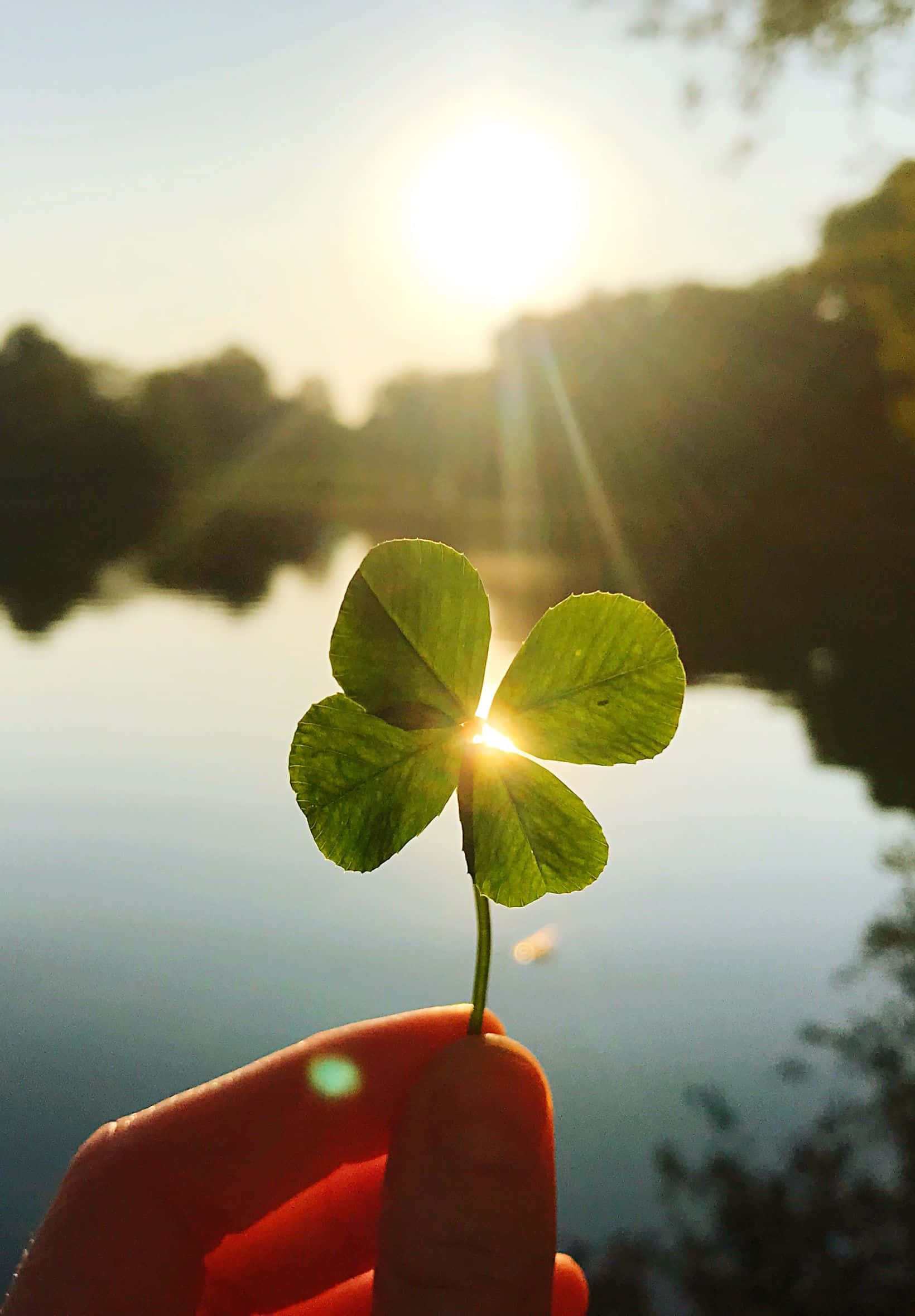 four-leaf clover, sunlit lake, lens flare, Full HD Phone Wallpaper