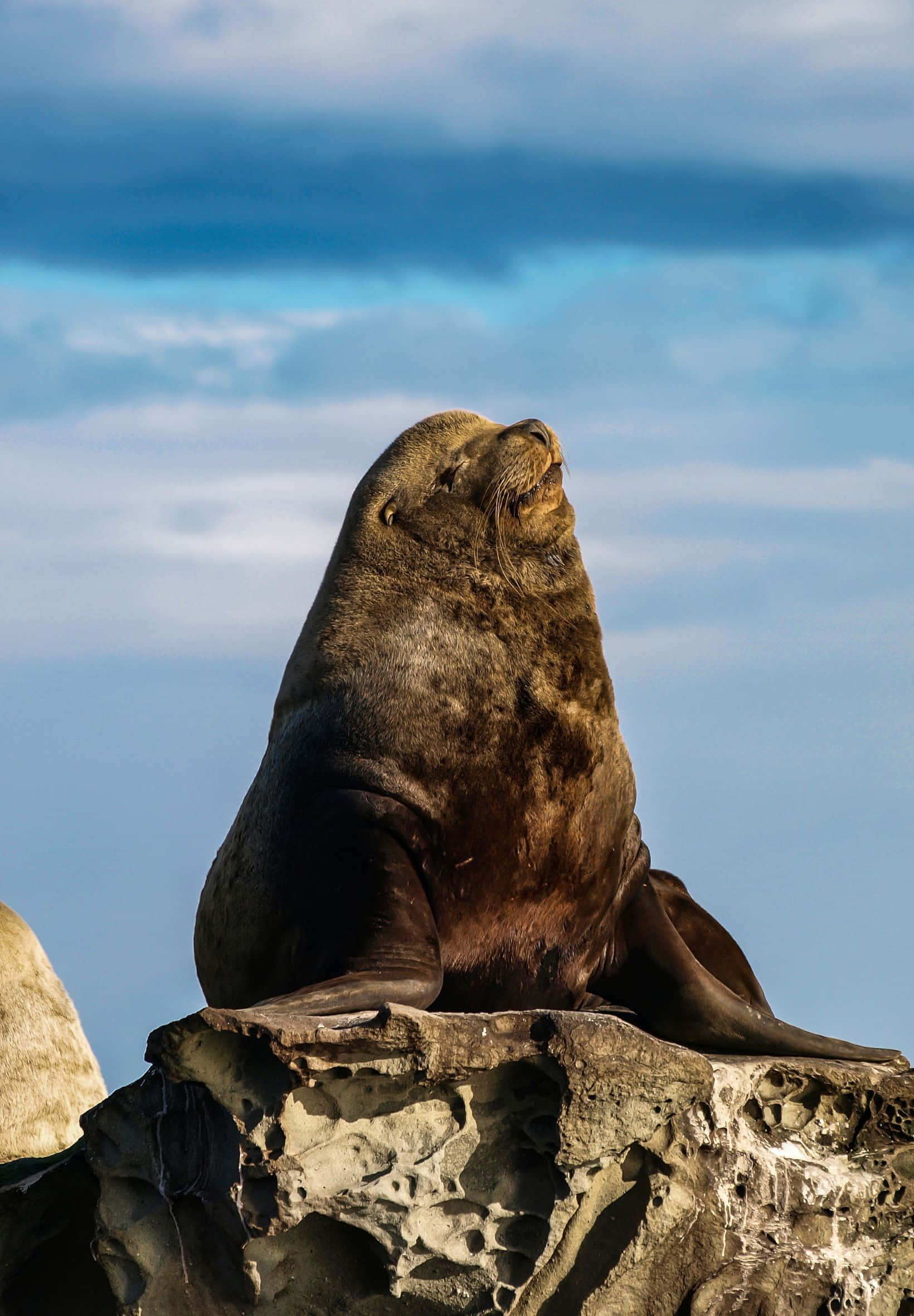 brown sea lion, weathered rock, dramatic blue sky, Full HD Phone Wallpaper