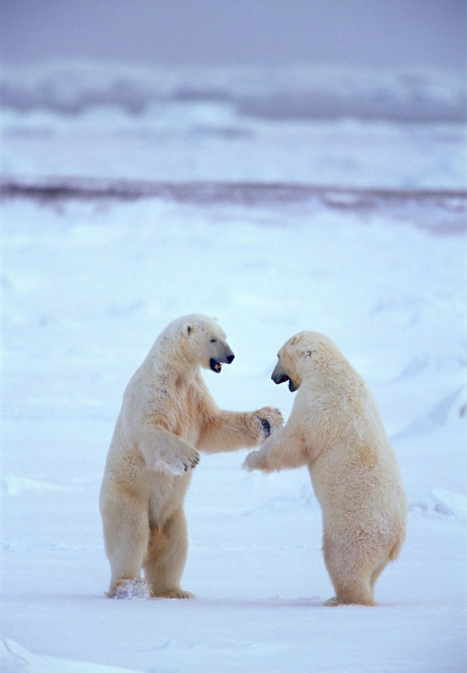 polar bears, snowy Arctic landscape, playfully pawing, Full HD Phone Wallpaper