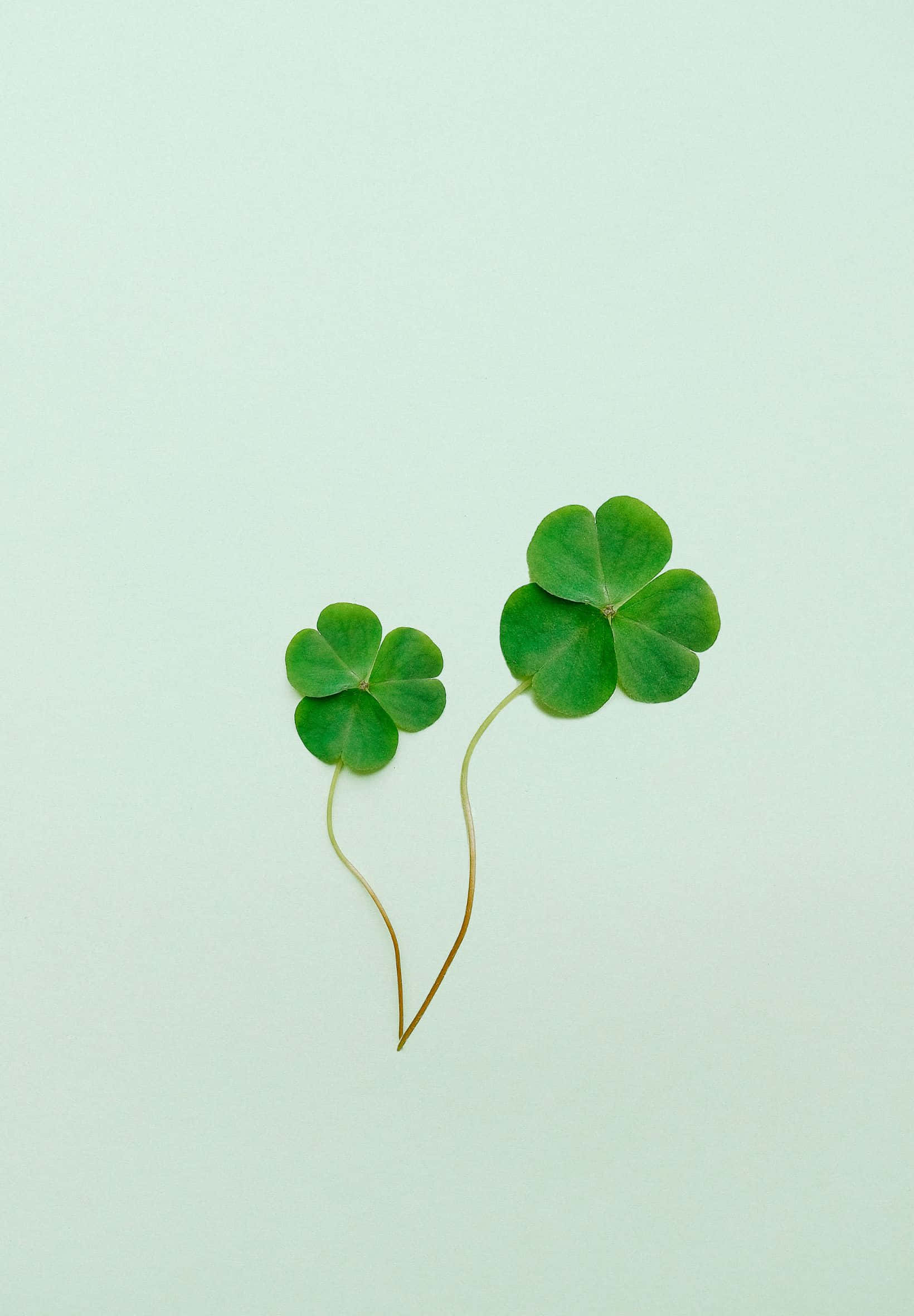 three clover leaves, green background, mint background, Full HD Phone Wallpaper