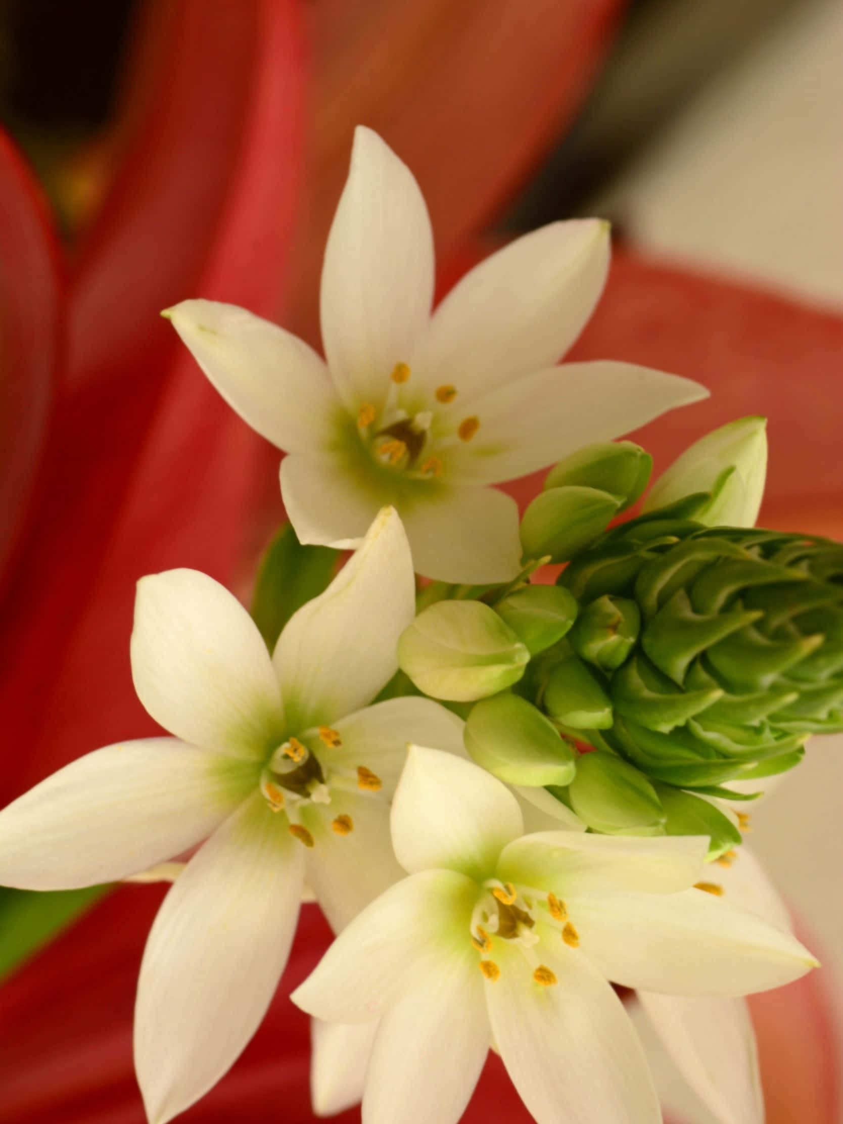 1668x2224, white star-shaped flowers, yellow stamens, Full HD Phone Wallpaper
