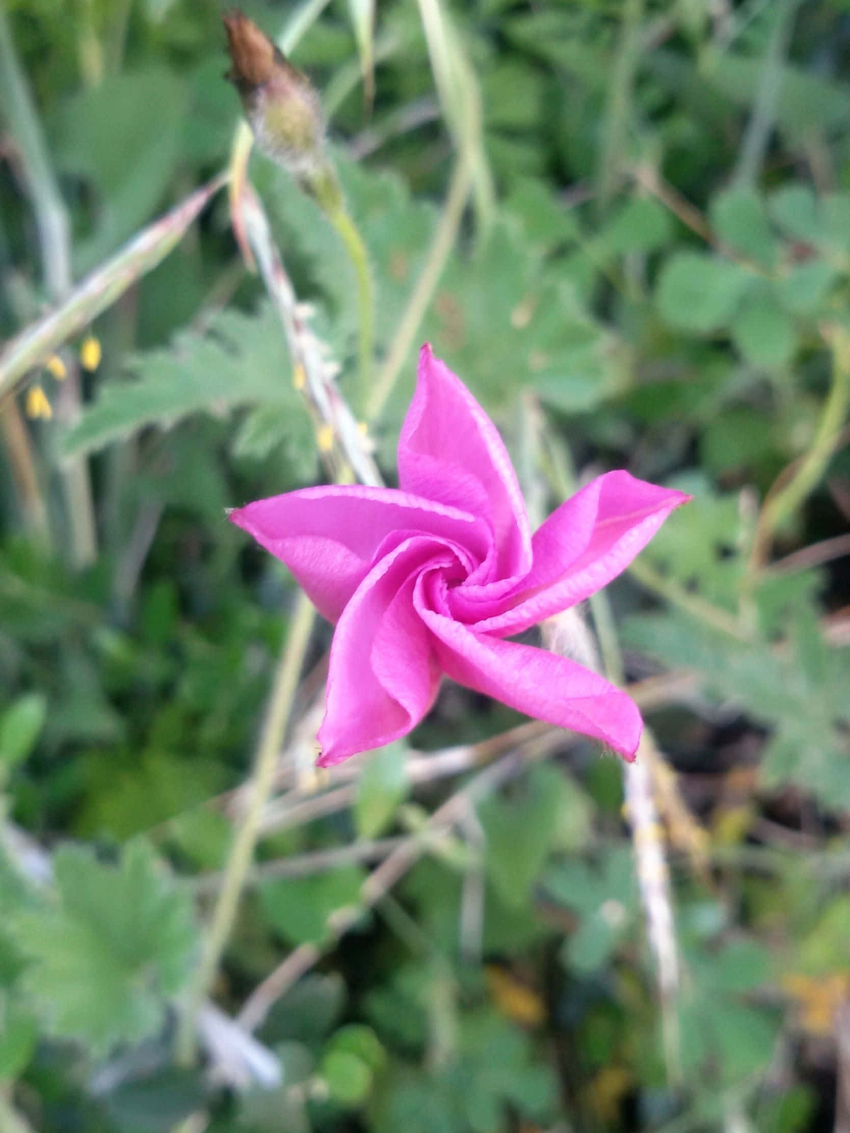 1668x2224, vibrant pink spiral flower, soft green foliage, Full HD Phone Wallpaper